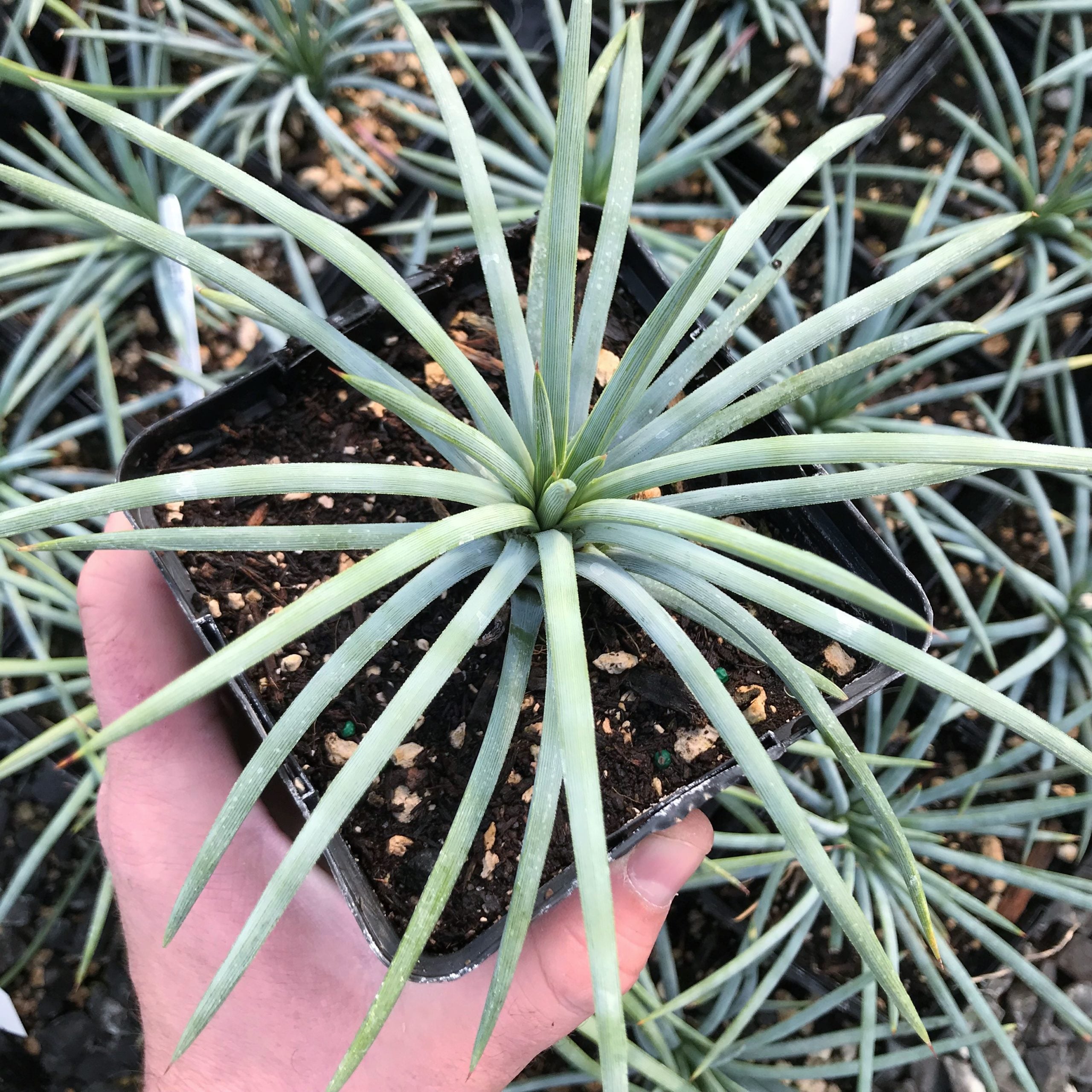 Agave tenuifolia - Weeping Agave (4.5" Pot)