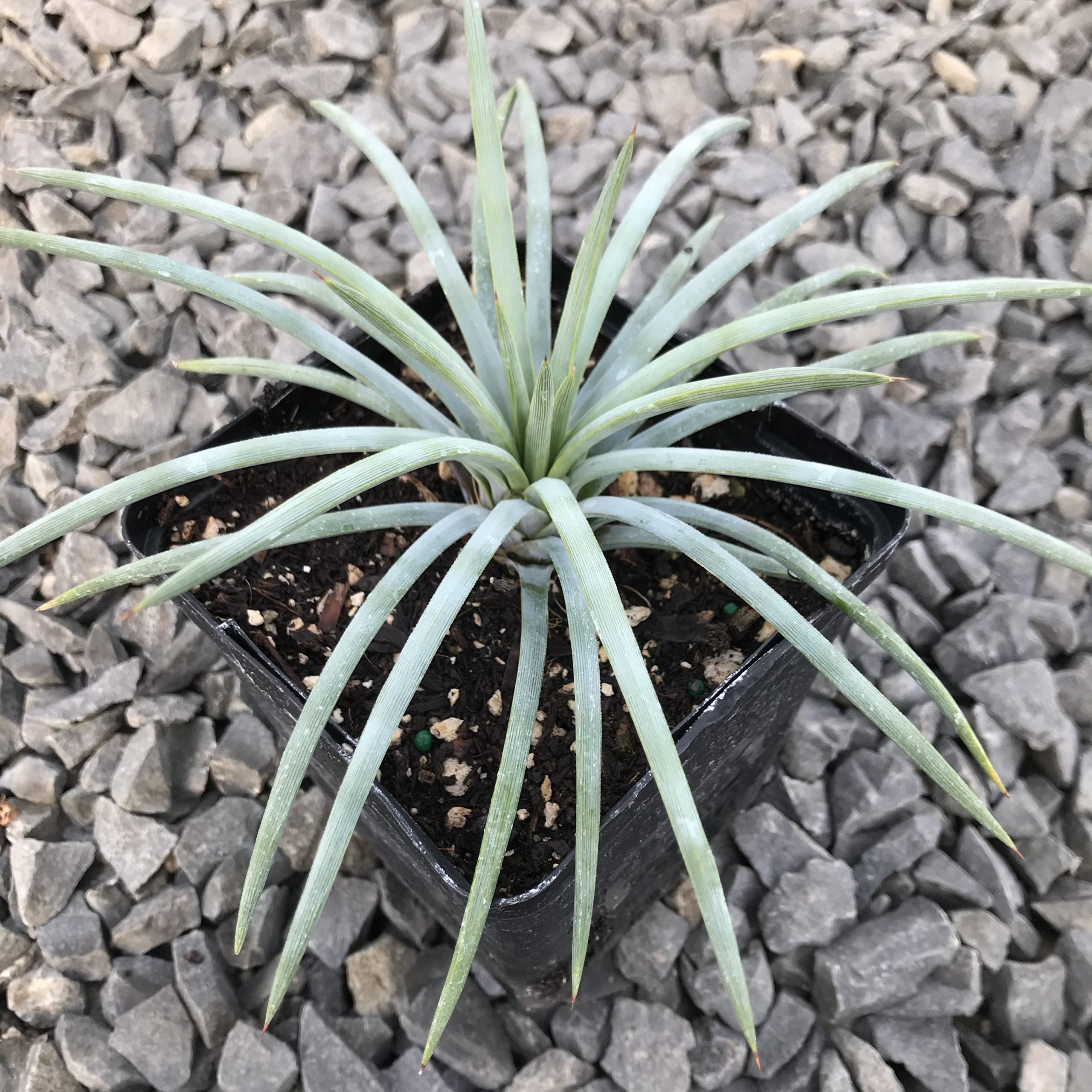 Agave tenuifolia - Weeping Agave (4.5" Pot) - Image 3