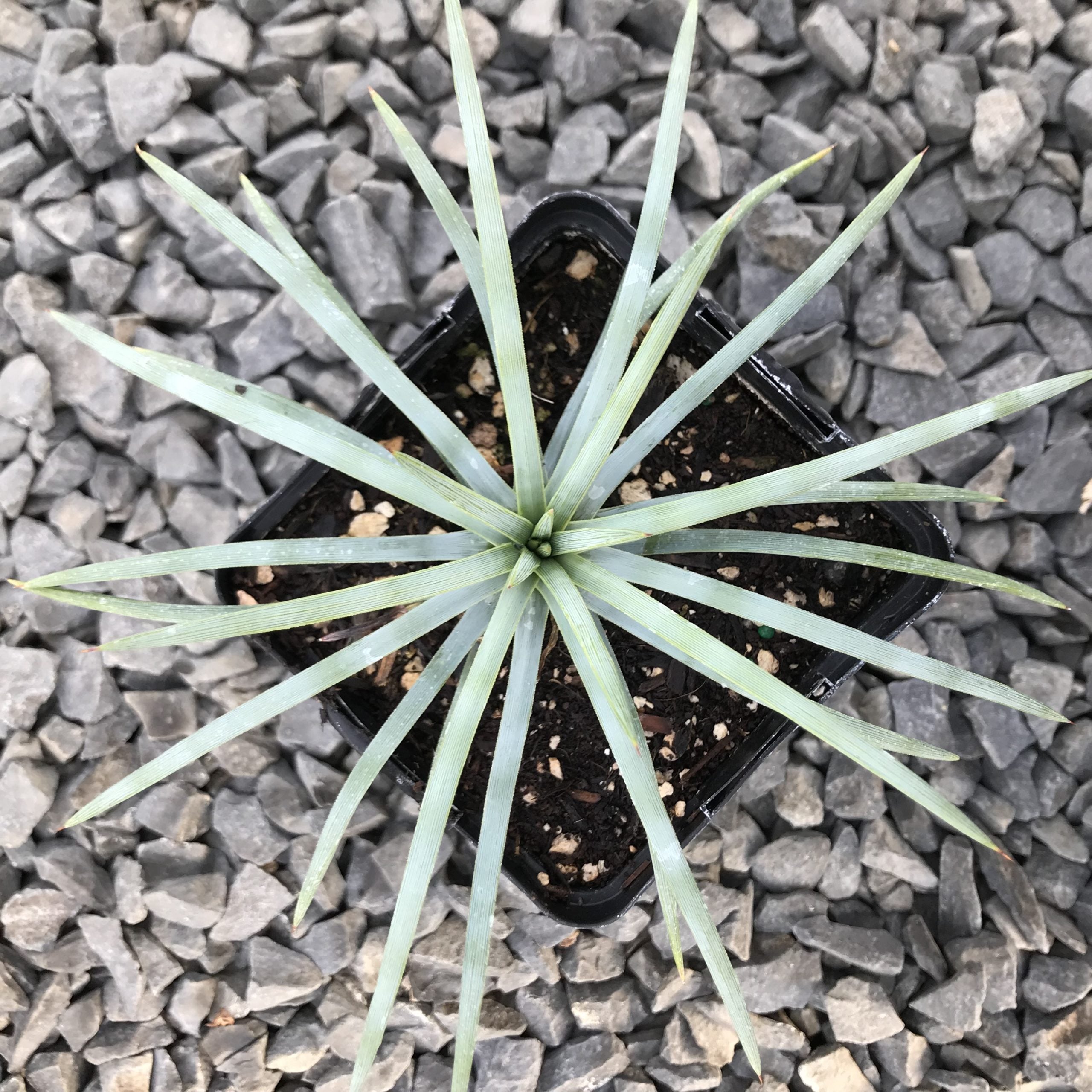 Agave tenuifolia - Weeping Agave (4.5" Pot) - Image 2