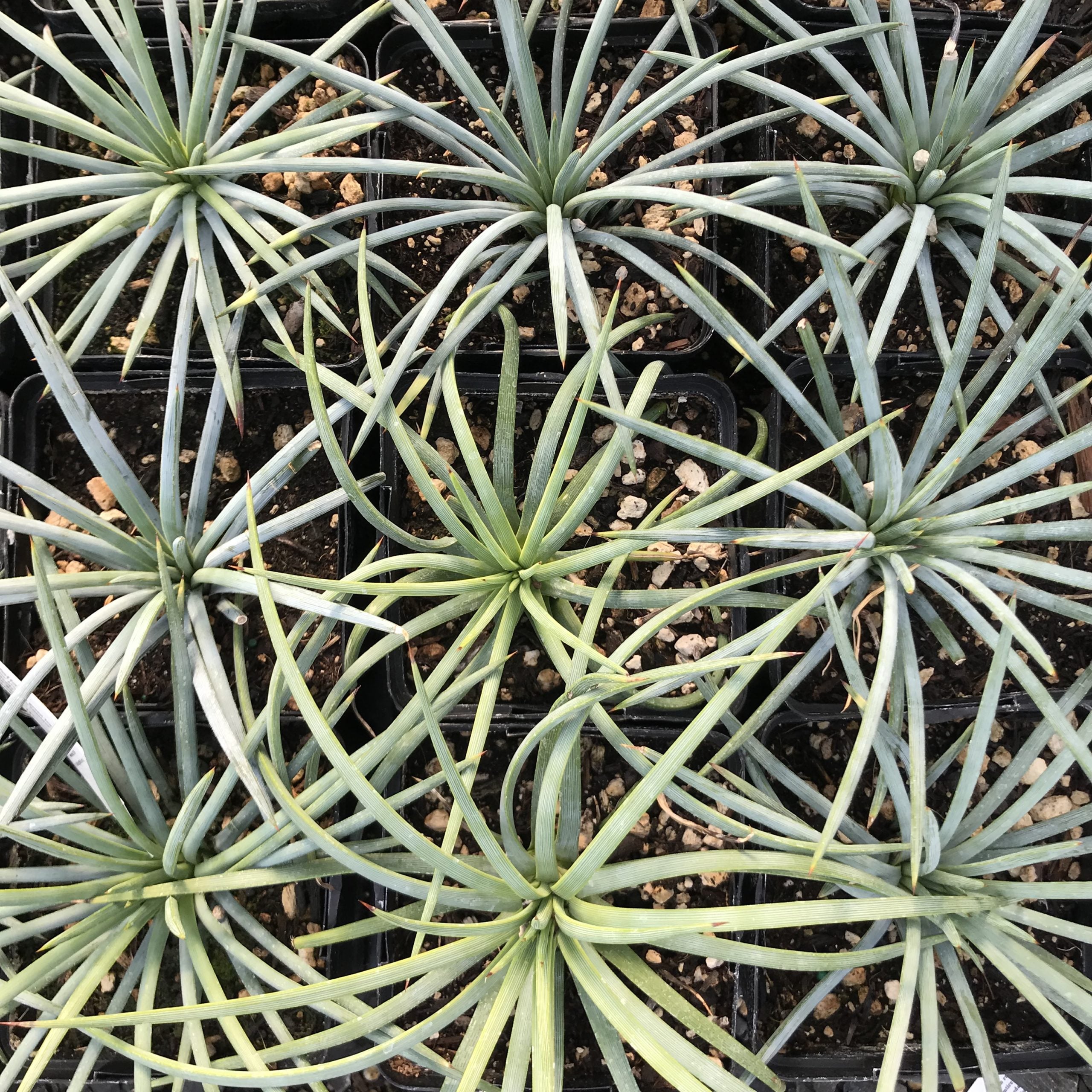 Agave tenuifolia - Weeping Agave (4.5" Pot) - Image 4