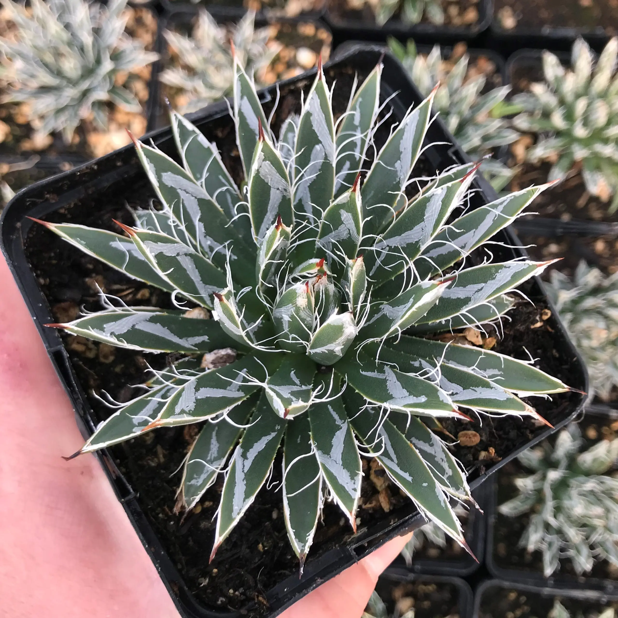 Agave toumeyana var. bella - Miniature Century Plant (4.5" Pot) | Little  Prince of Oregon Nursery