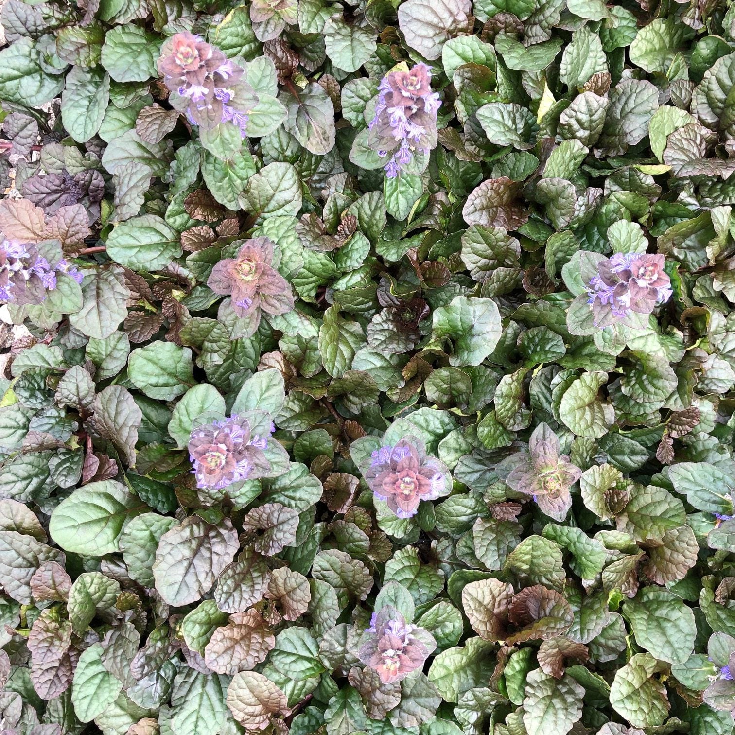 Ajuga reptans 'Bronze Beauty' - Bugleweed (3.5" Pot) - Image 7