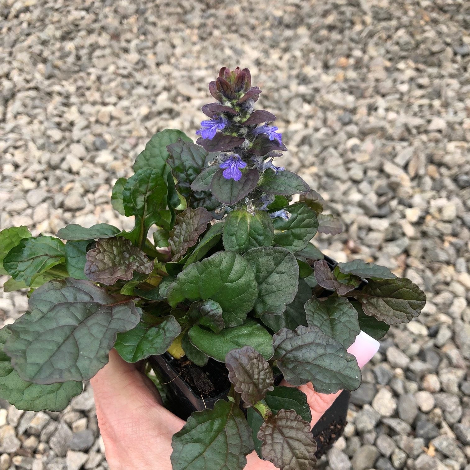 Ajuga reptans 'Bronze Beauty' - Bugleweed (3.5" Pot) - Image 2