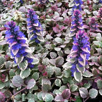 Ajuga reptans 'Burgundy Glow' - Bugleweed (3.5" Pot)