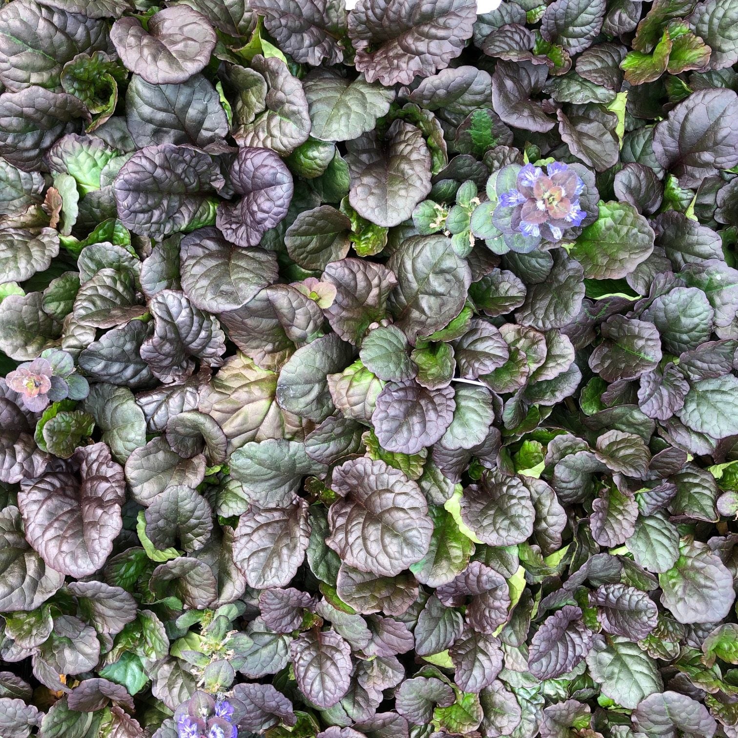Ajuga reptans 'Catlin's Giant' - Bugleweed (3.5" Pot) - Image 6