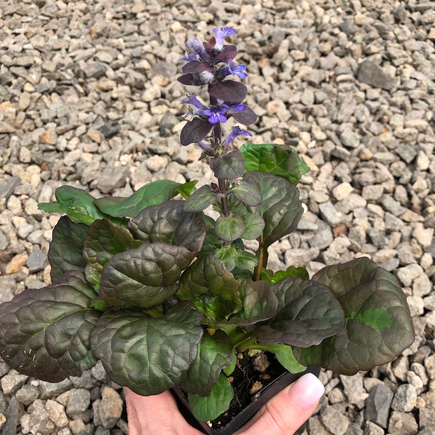 Ajuga reptans 'Catlin's Giant' - Bugleweed (3.5" Pot) - Image 4