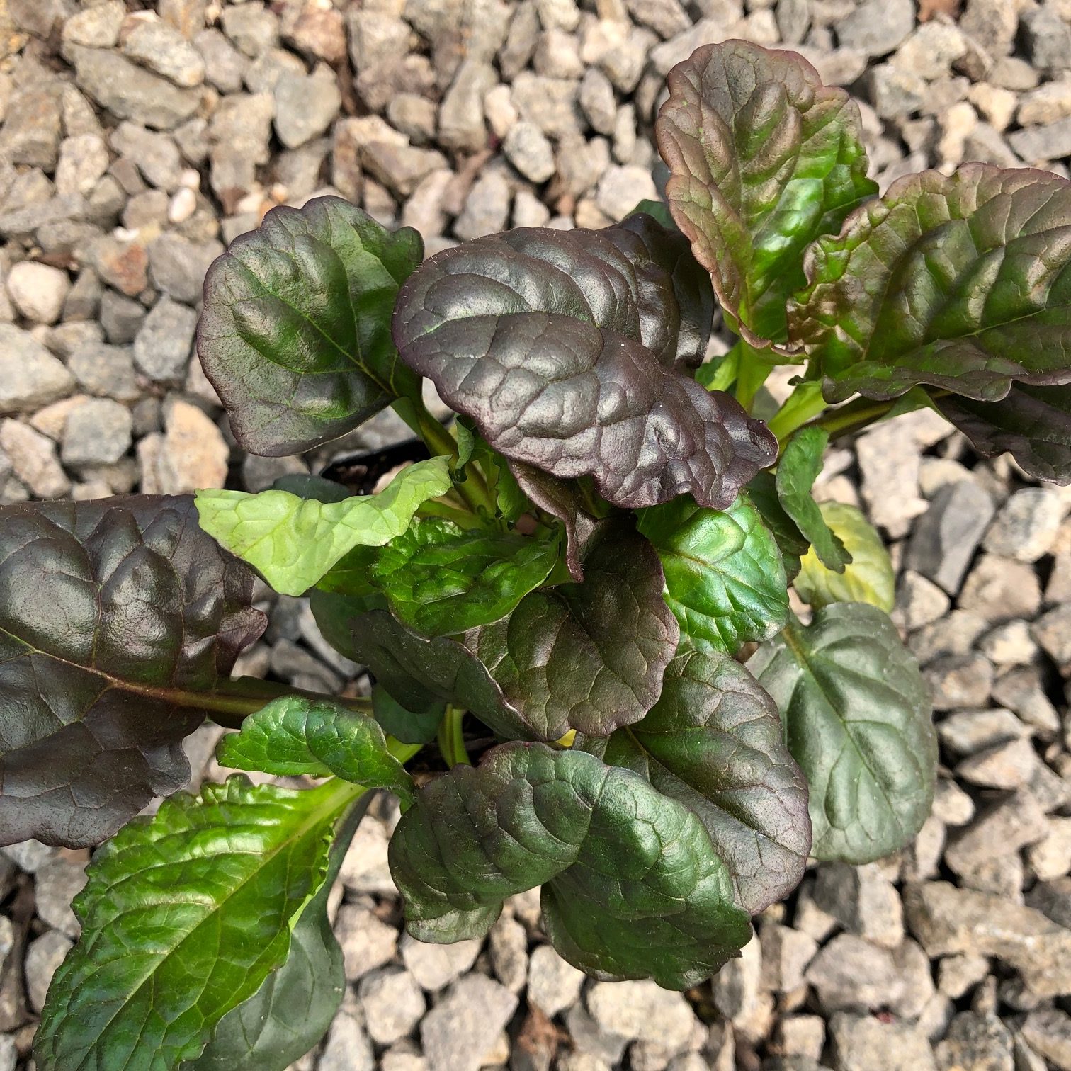 Ajuga reptans 'Catlin's Giant' - Bugleweed (3.5" Pot) - Image 5