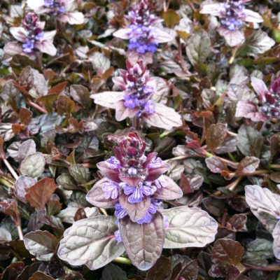 Ajuga reptans 'Mahogany' - Bugleweed (3.5" Pot)