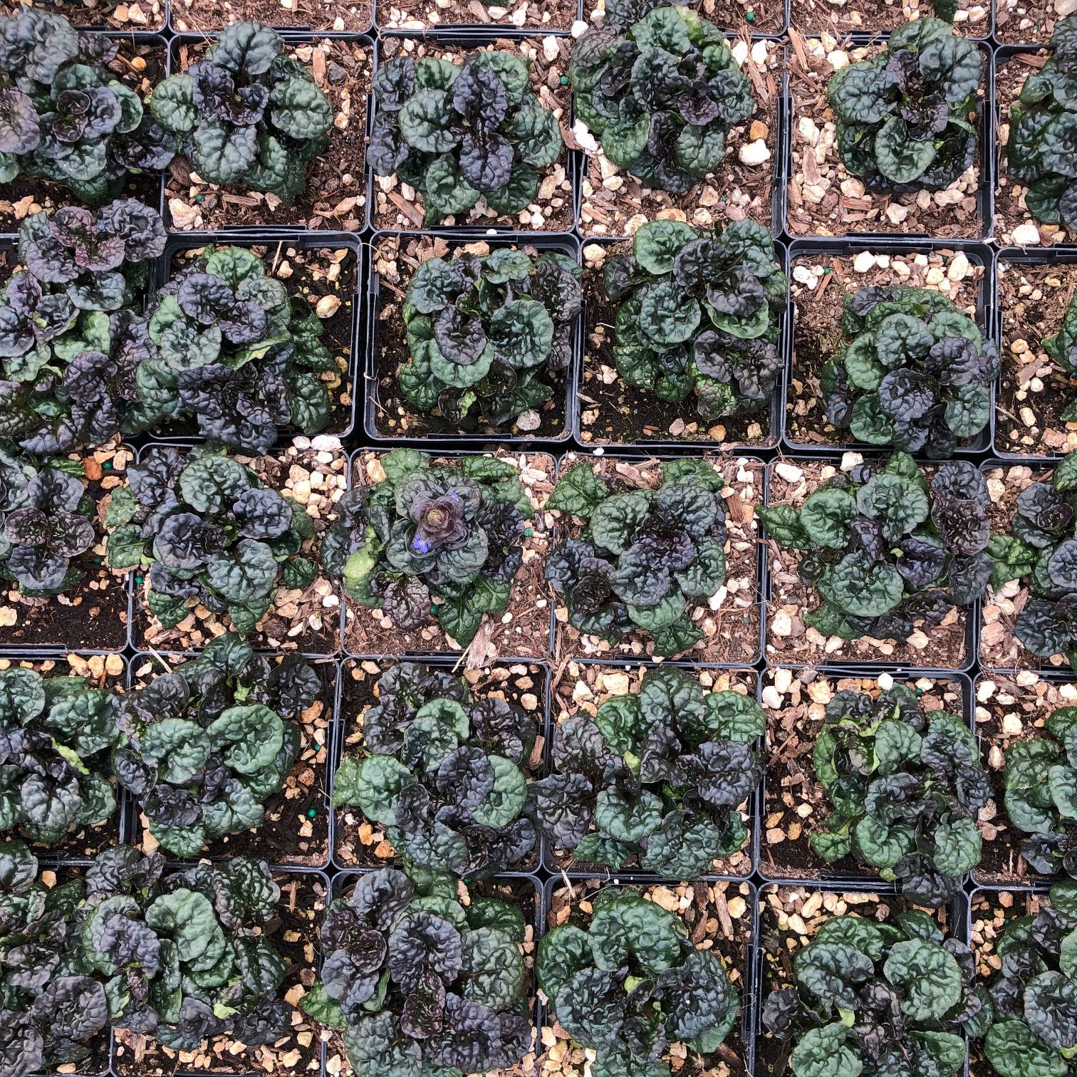 Ajuga reptans 'Metallica Crispa' - Bugleweed (3.5" Pot) - Image 7