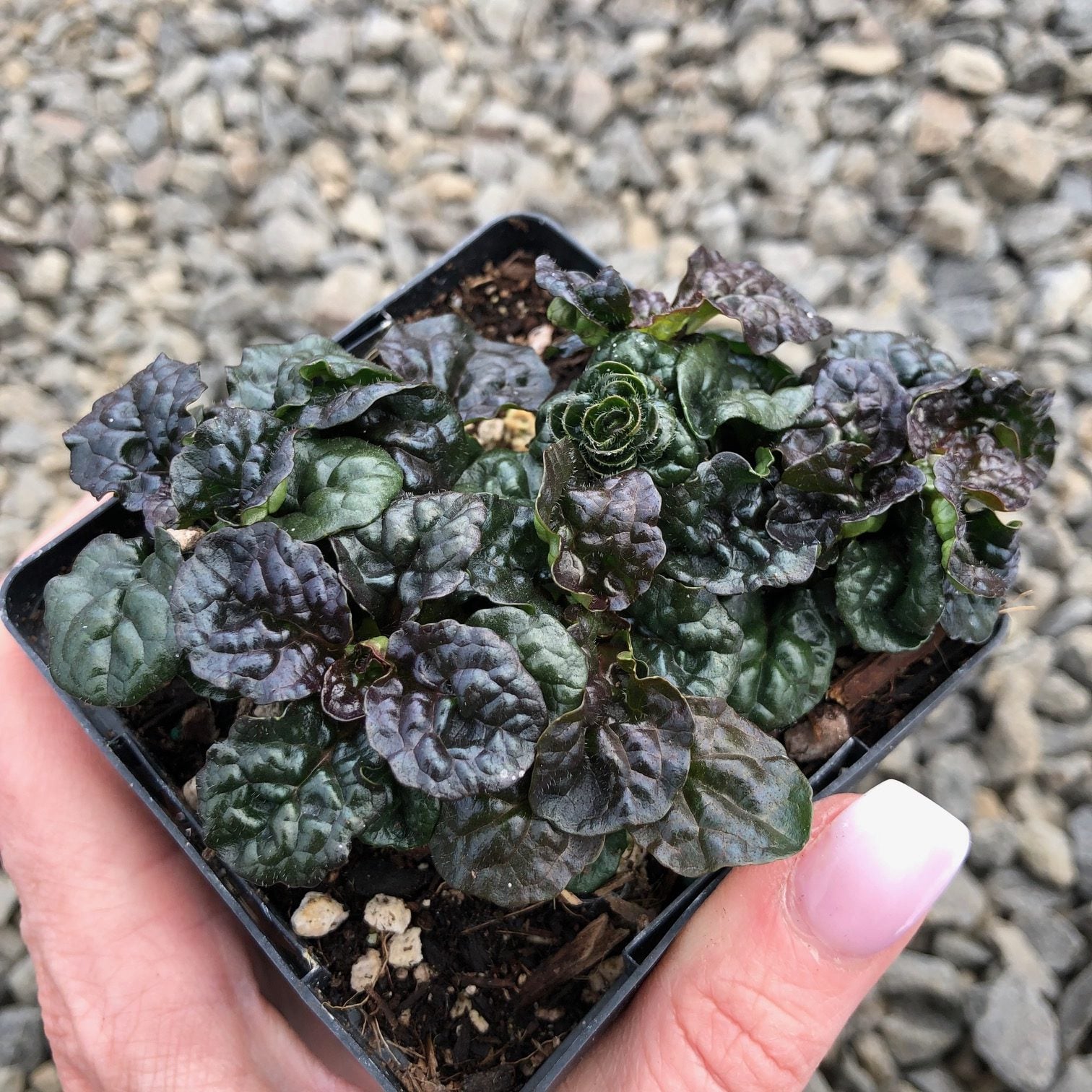 Ajuga reptans 'Metallica Crispa' - Bugleweed (3.5" Pot) - Image 4