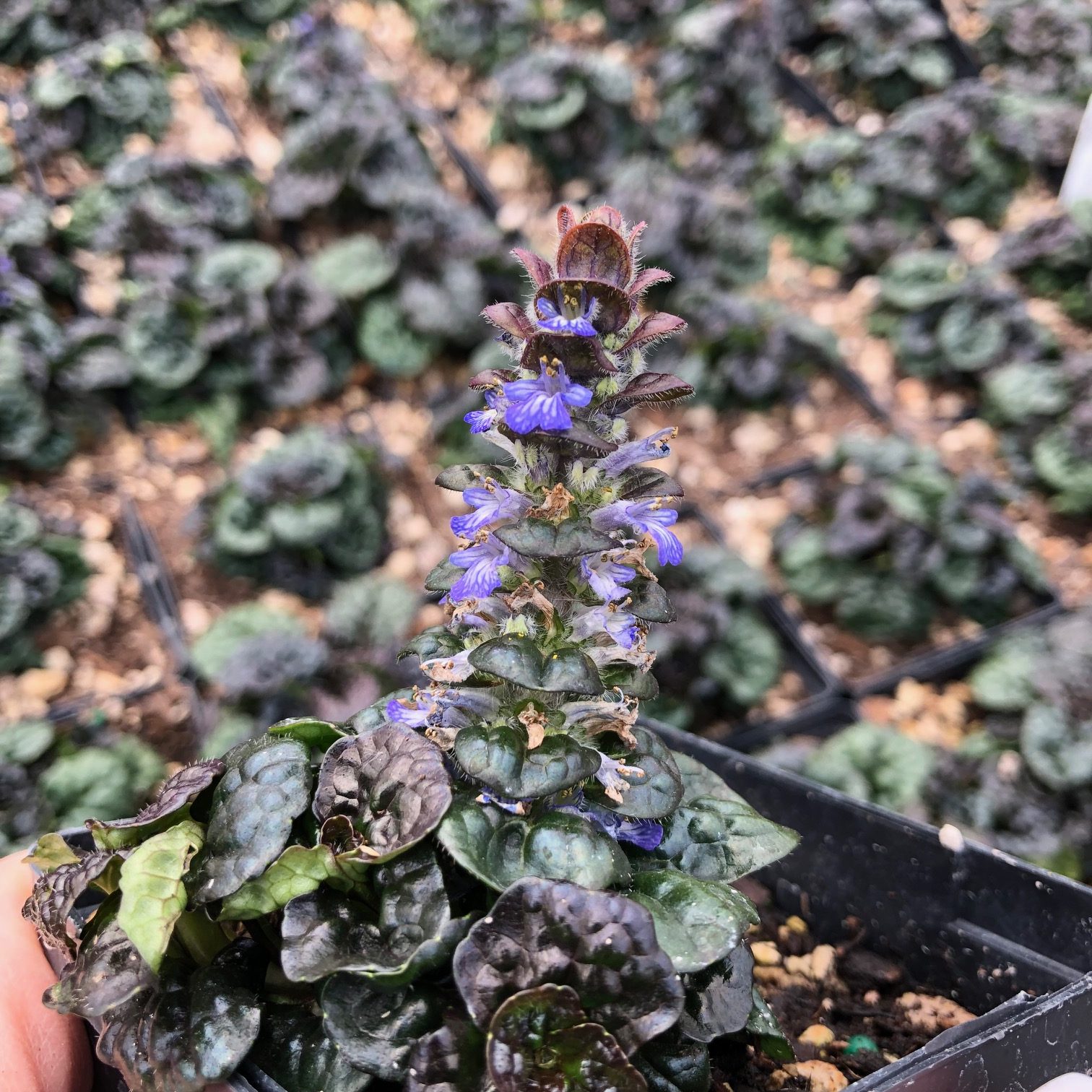 Ajuga reptans 'Metallica Crispa' - Bugleweed (3.5" Pot) - Image 6