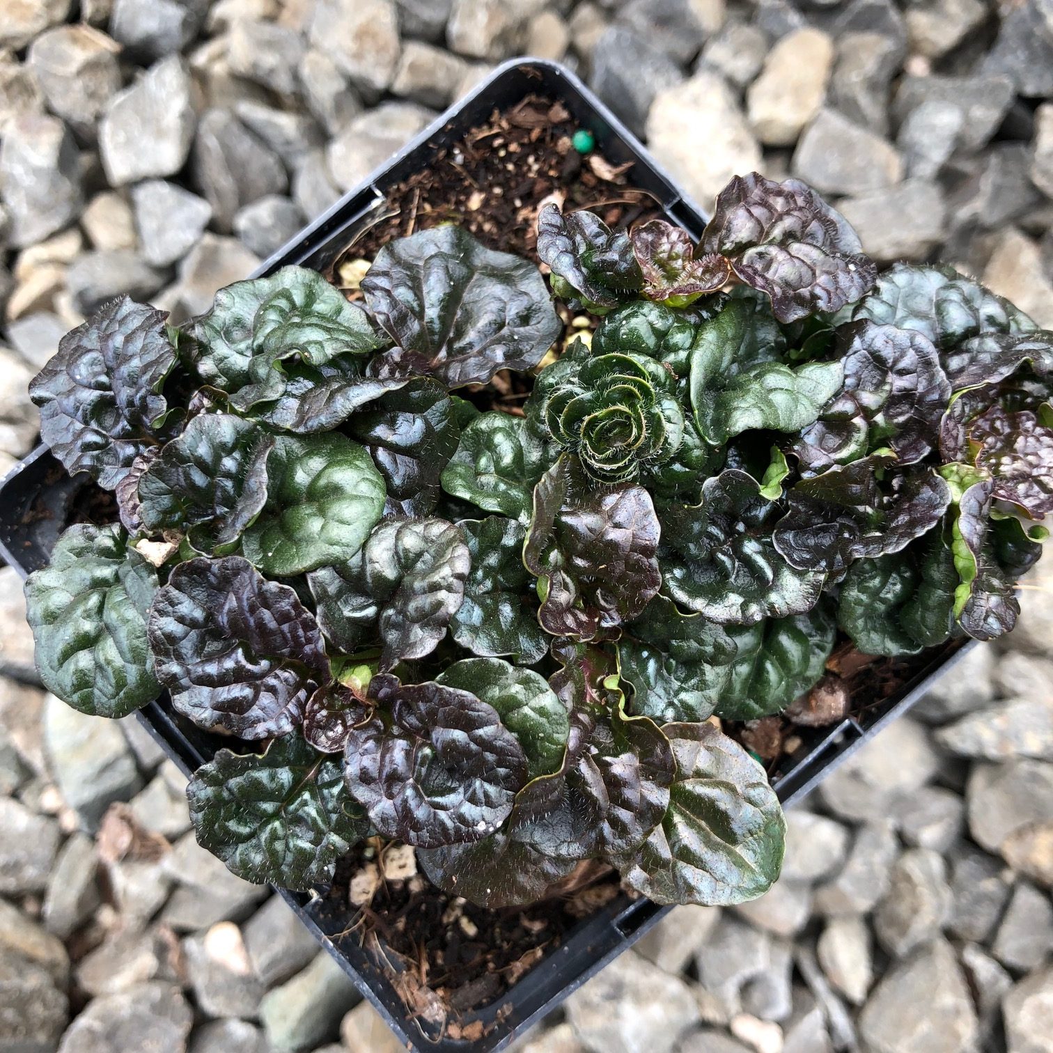 Ajuga reptans 'Metallica Crispa' - Bugleweed (3.5" Pot) - Image 5