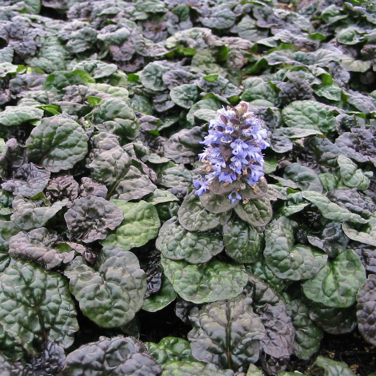 Ajuga reptans 'Metallica Crispa' - Bugleweed (3.5" Pot) - Image 2