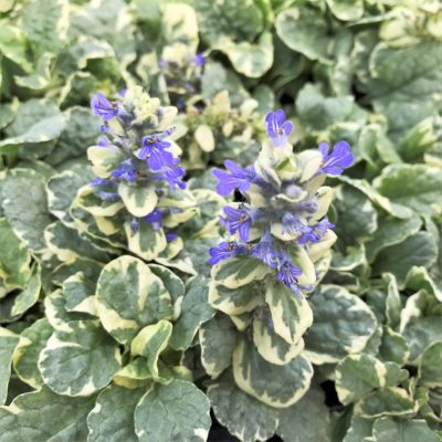 Ajuga reptans 'Silver Queen' - Bugleweed (3.5" Pot)