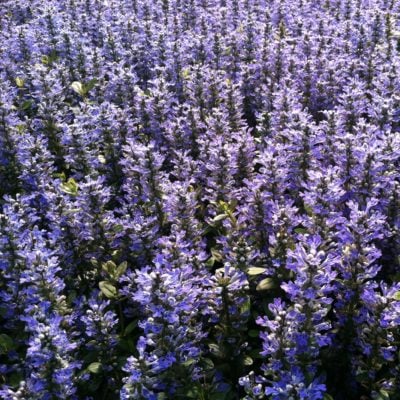 Ajuga reptans 'Chocolate Chip' - Bugleweed (3.5" Pot)