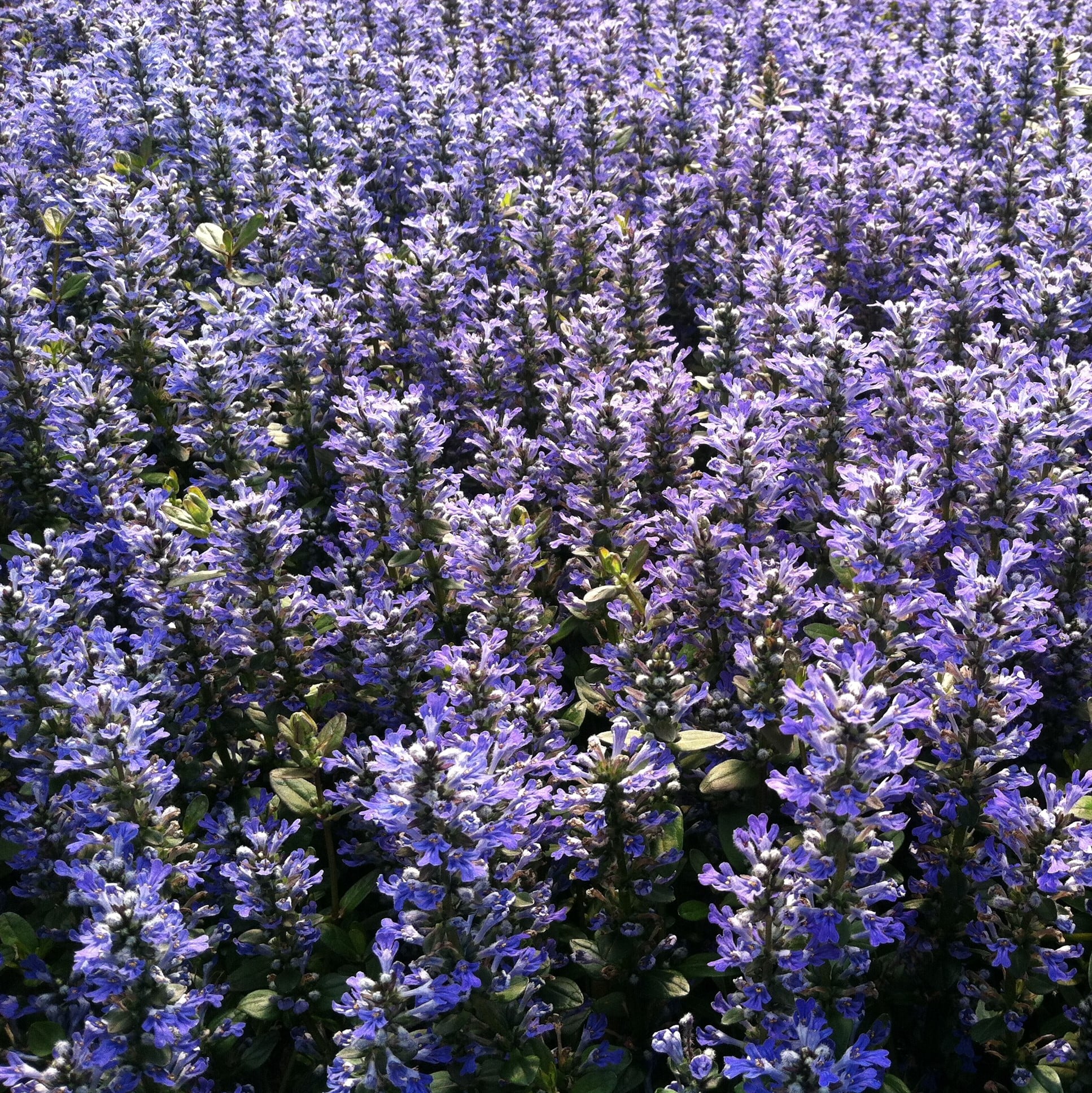 Ajuga reptans 'Chocolate Chip' - Bugleweed (3.5" Pot)