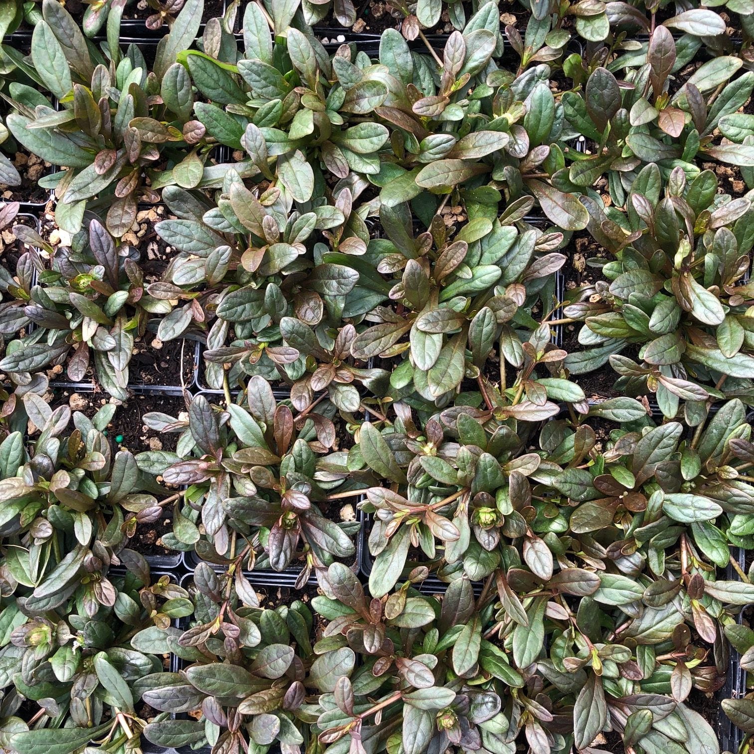 Ajuga reptans 'Chocolate Chip' - Bugleweed (3.5" Pot) - Image 7