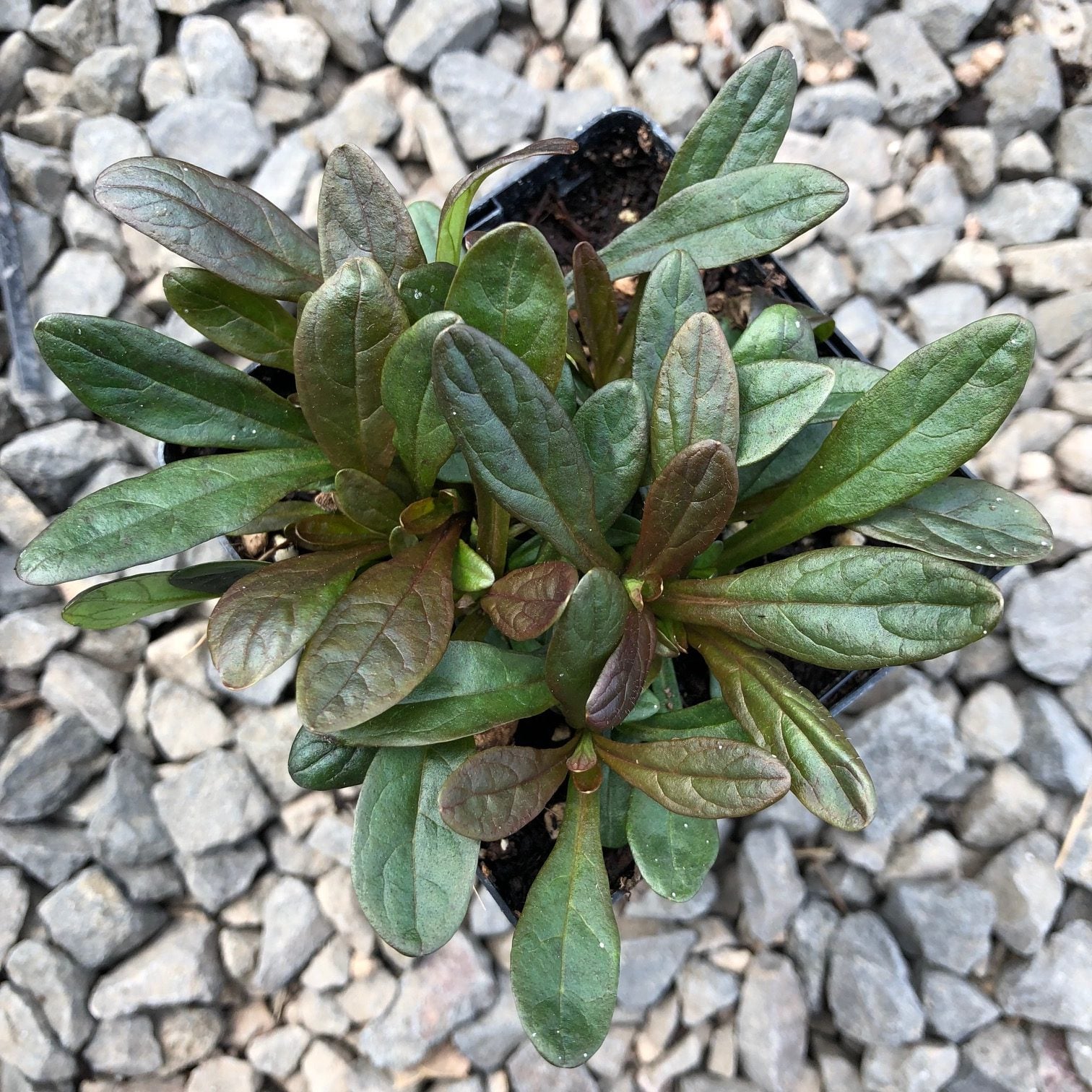 Ajuga reptans 'Chocolate Chip' - Bugleweed (3.5" Pot) - Image 6