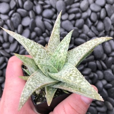 Aloe 'White Fox' - (2" Pot)