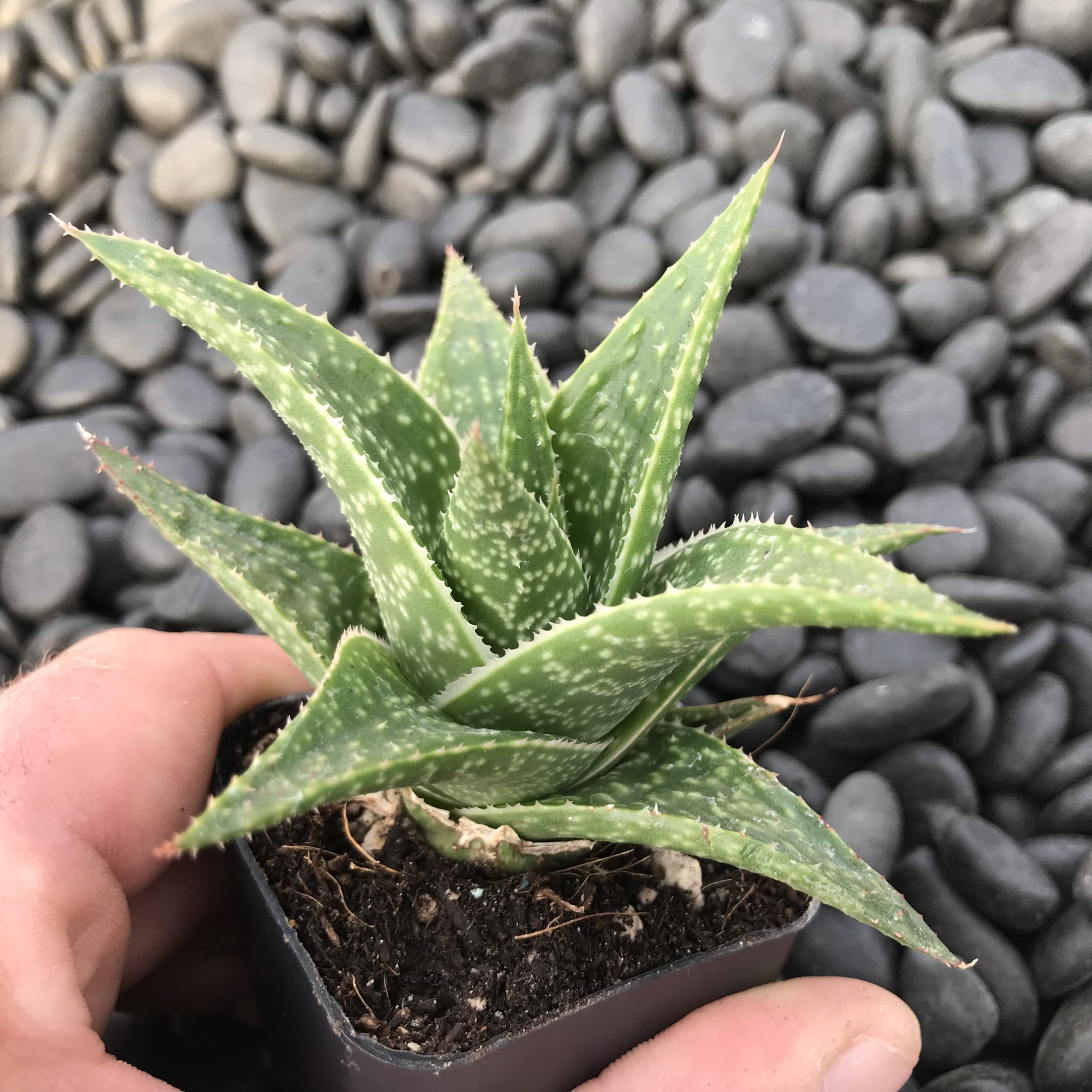 Aloe aristata 'Amial Hodi' - (2