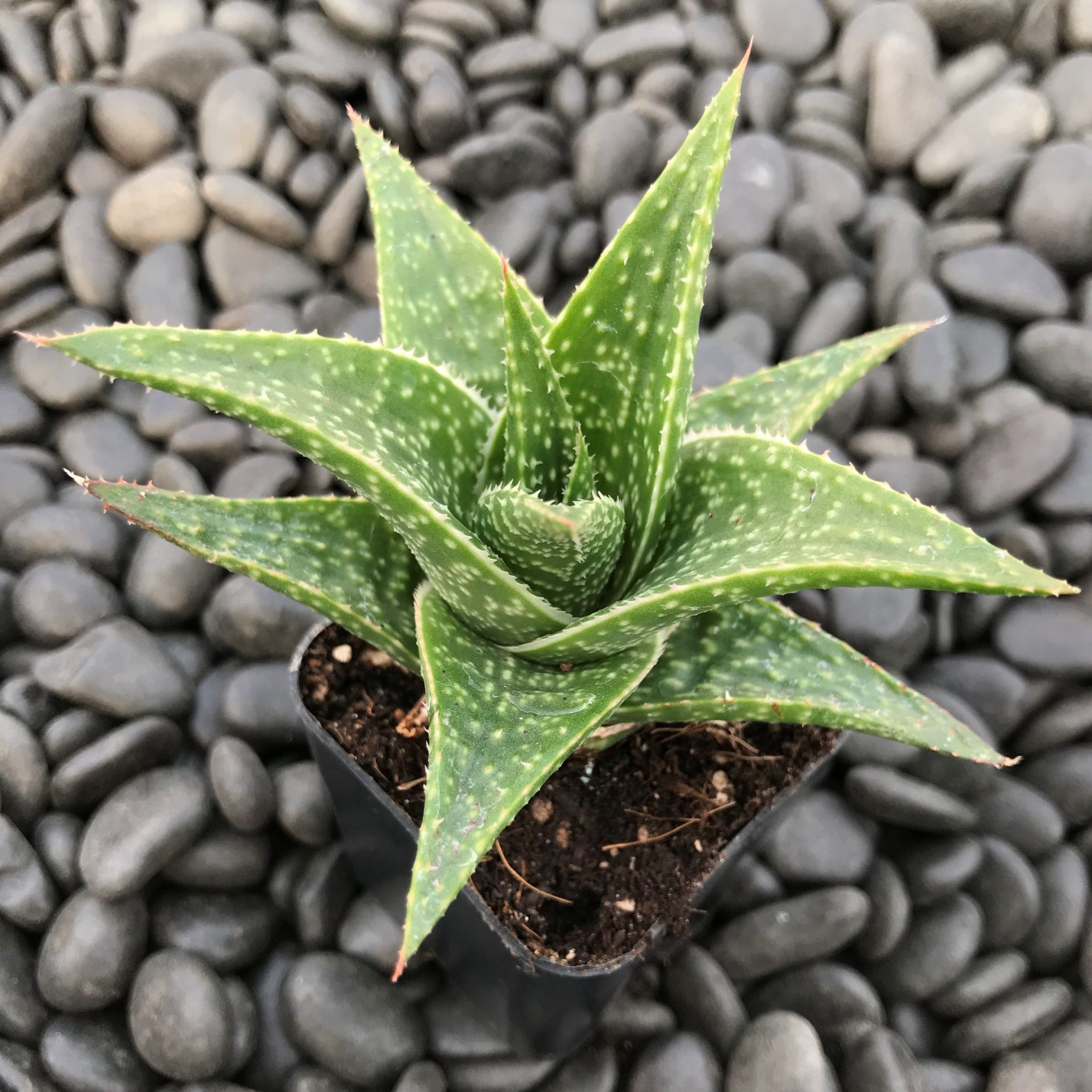Aloe aristata 'Amial Hodi' - (2" Pot)
