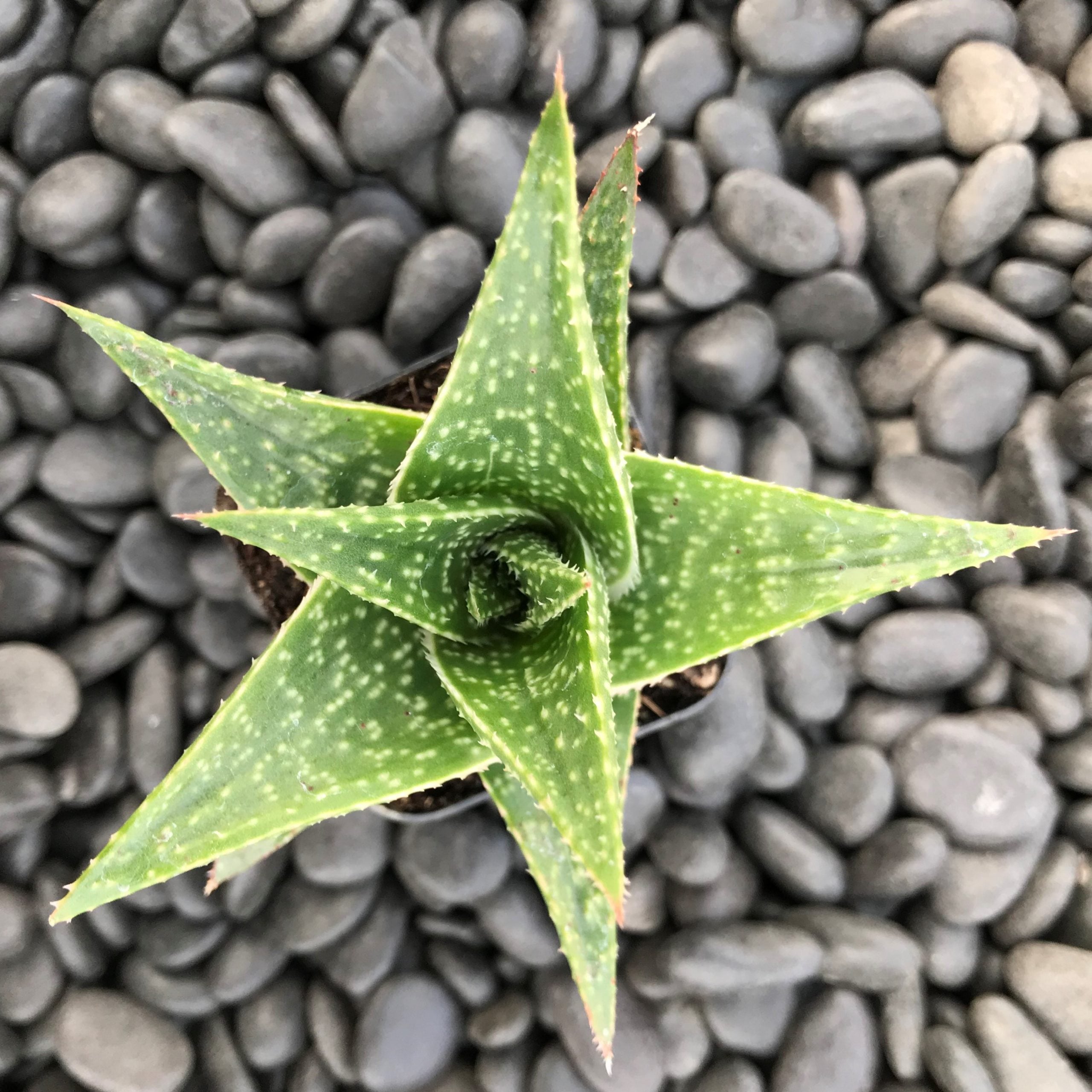 Aloe aristata 'Amial Hodi' - (2" Pot) - Image 2