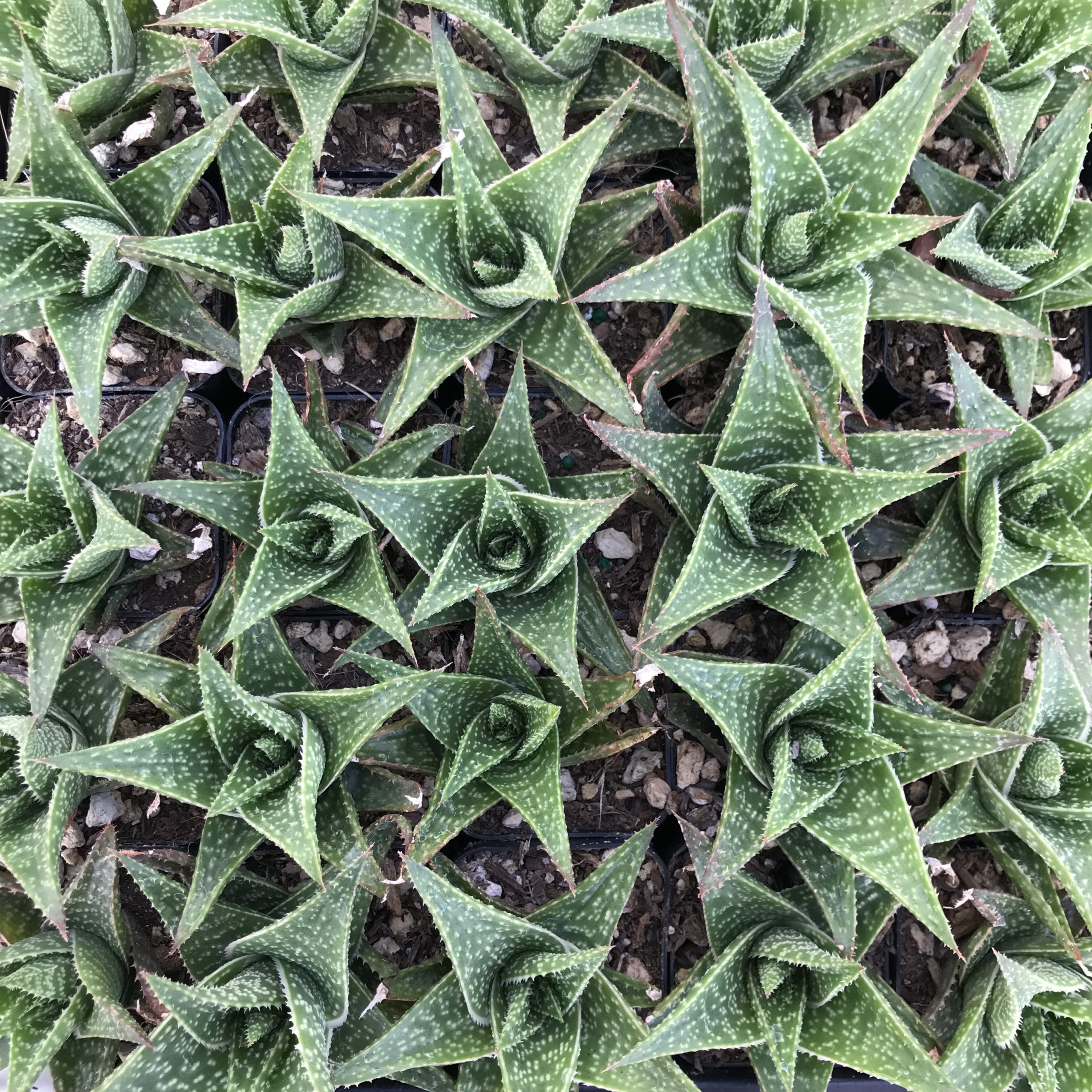 Aloe aristata 'Amial Hodi' - (2" Pot) - Image 4