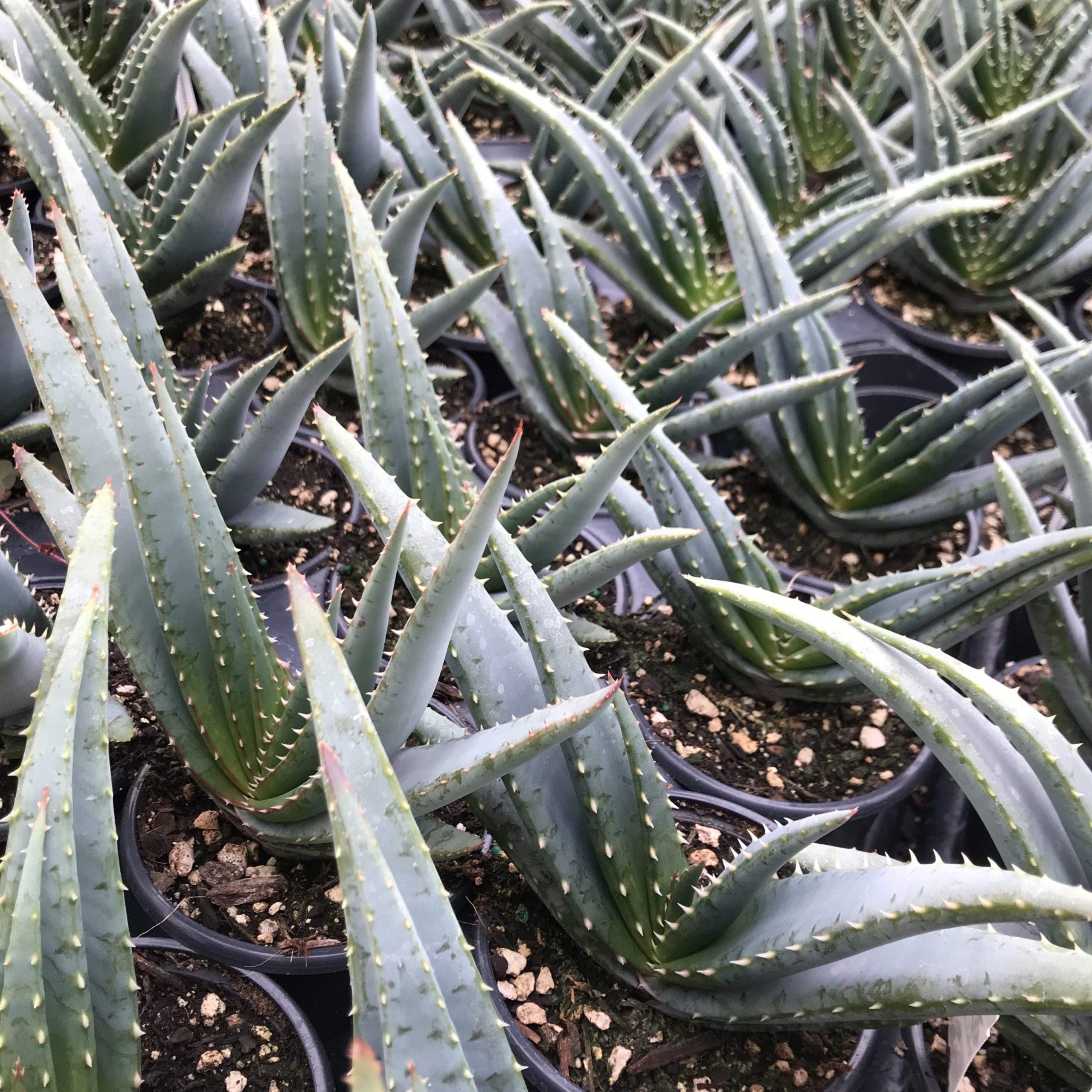 Aloe suprafoliata - Book Aloe (4.5" Pot) - Image 2