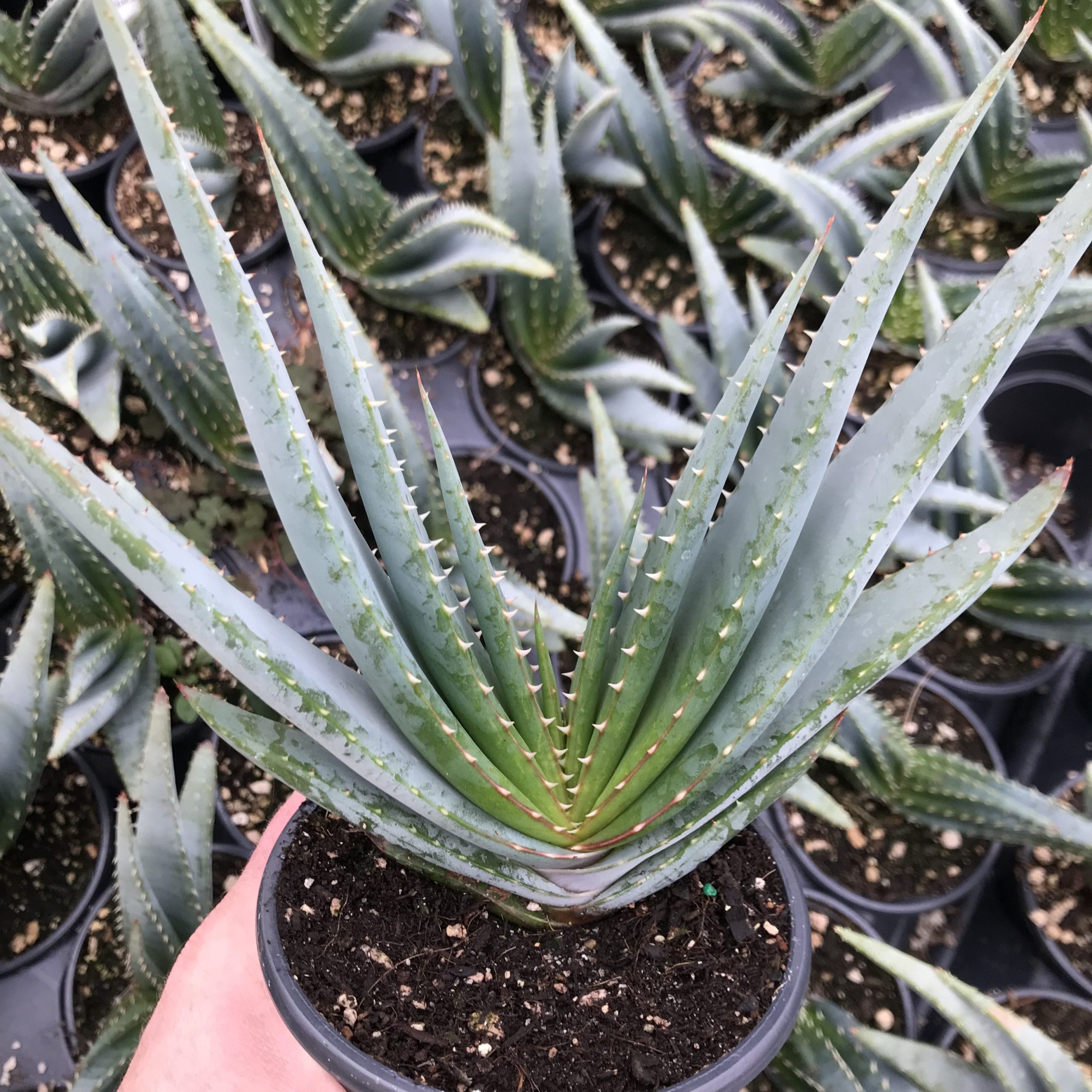 Aloe suprafoliata - Book Aloe (4.5" Pot)