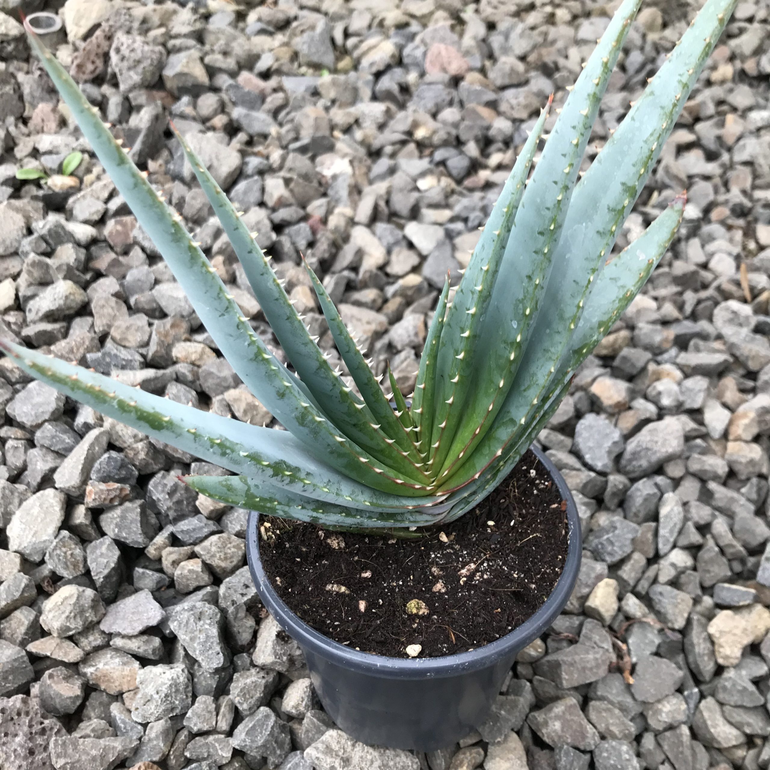Aloe suprafoliata - Book Aloe (4.5" Pot) | Little Prince of Oregon Nursery