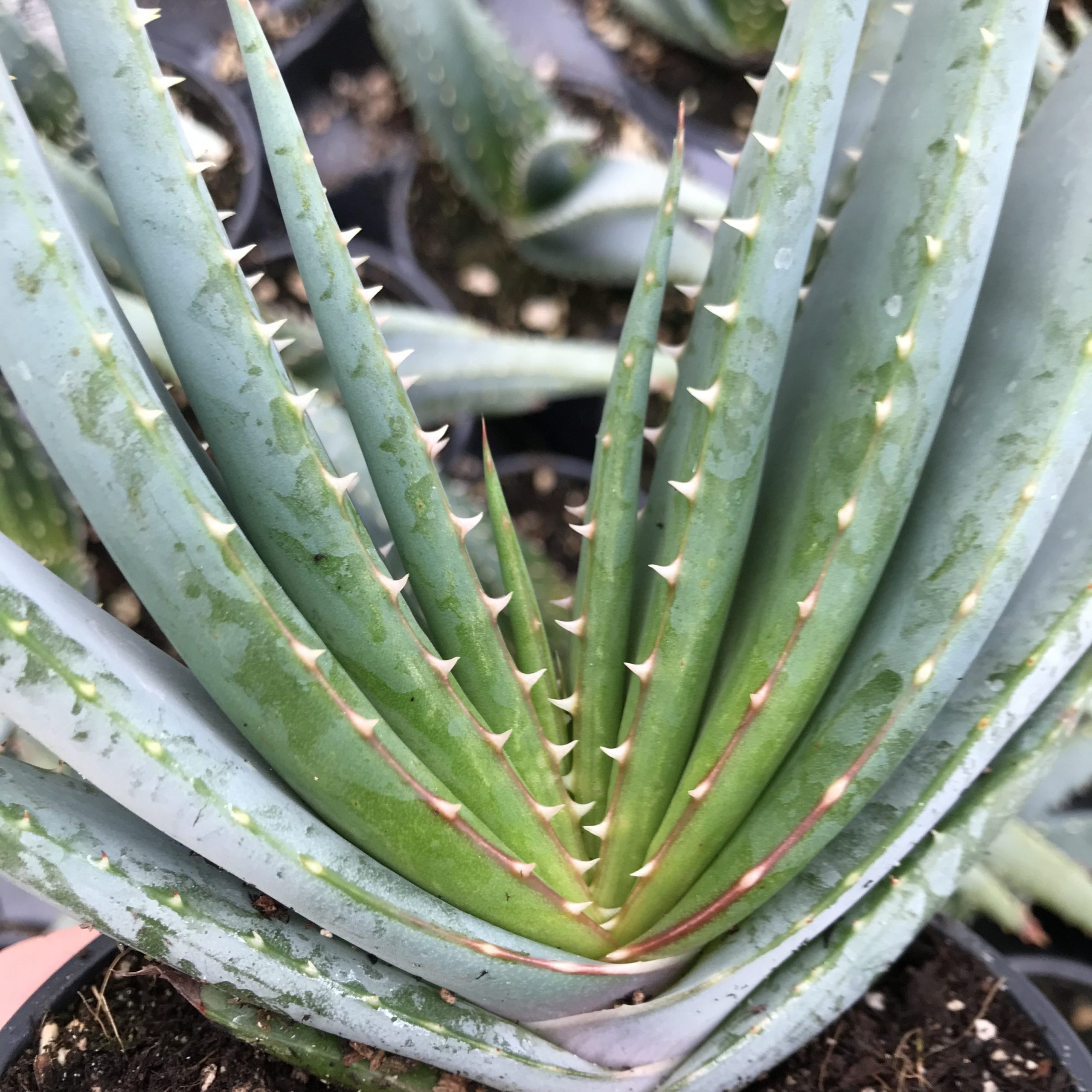Aloe suprafoliata - Book Aloe (4.5" Pot) - Image 5