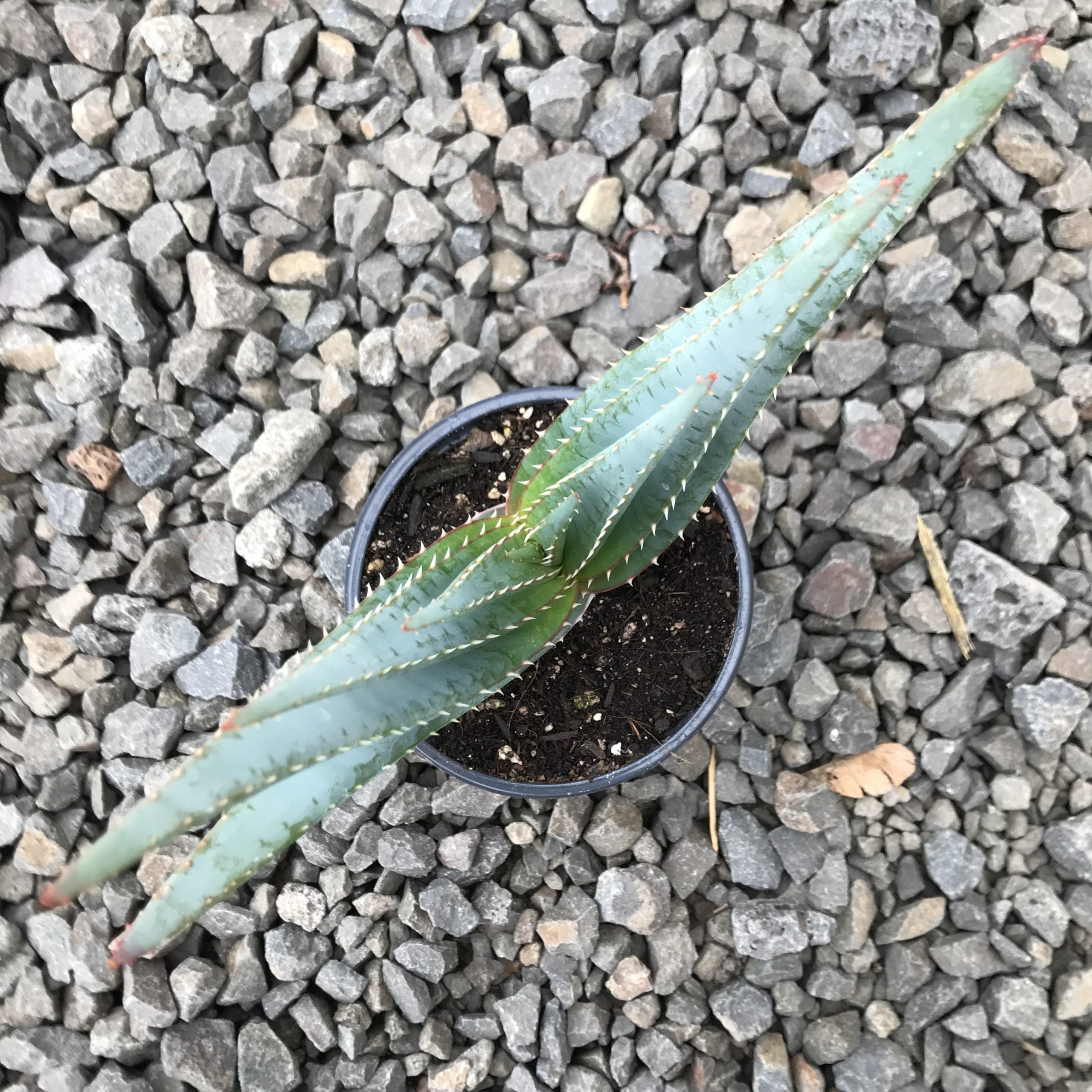 Aloe suprafoliata - Book Aloe (4.5" Pot) - Image 4