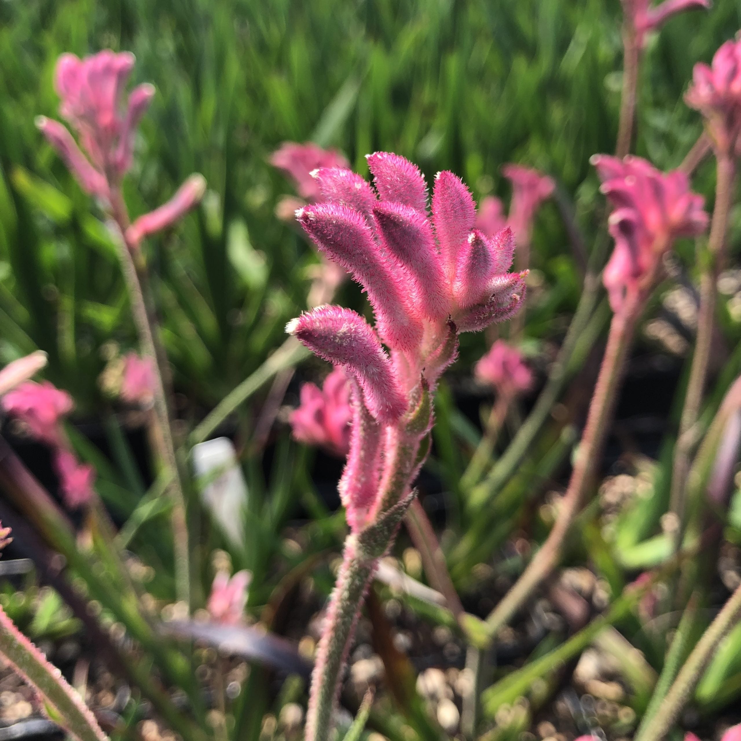 Anigozanthos 'Pink Beauty' - Kangaroo Paw (4.5" Pot) - Image 4