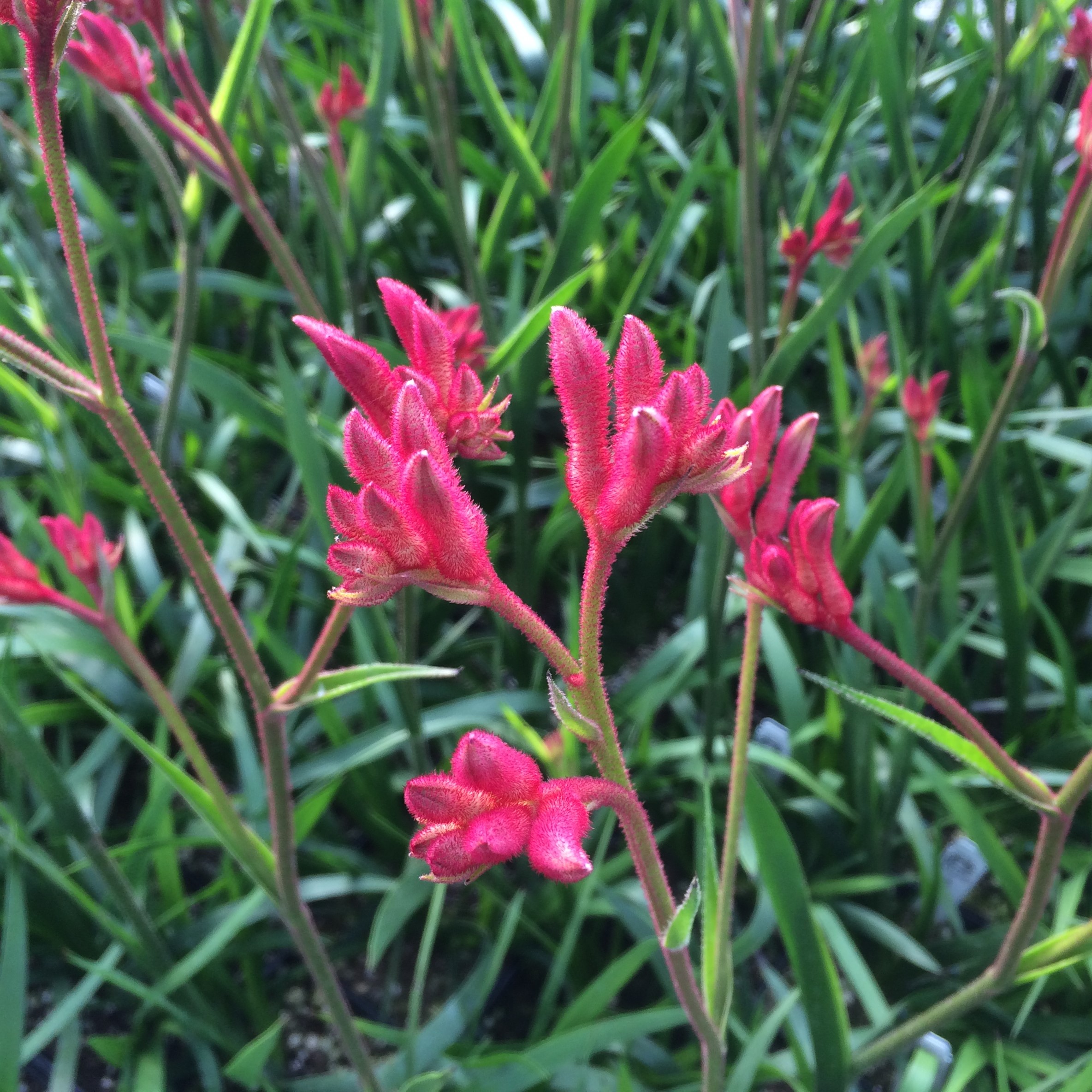 Anigozanthos 'Pink Beauty' - Kangaroo Paw (4.5" Pot)