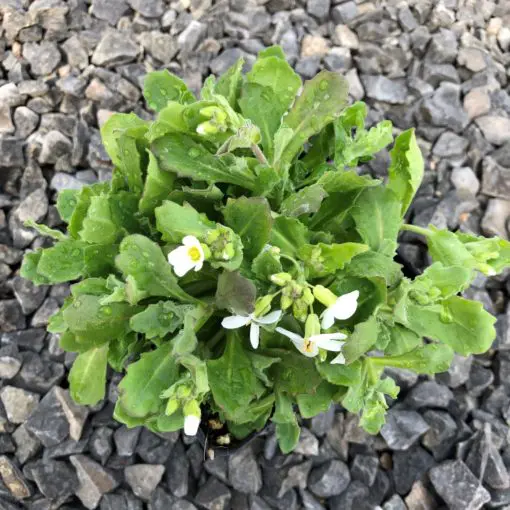 Arabis caucasica 'Snowfix' - Rockcress (4