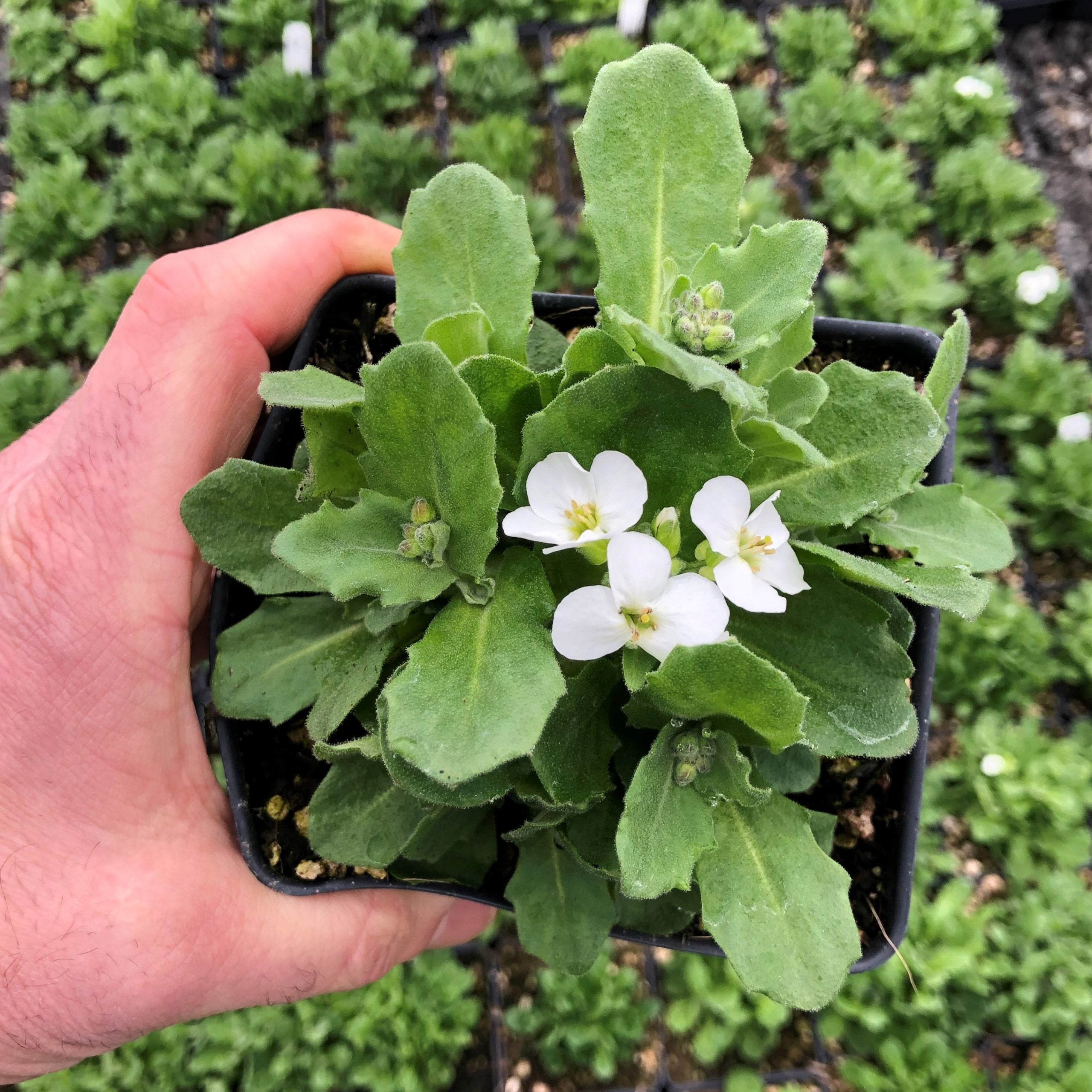 Arabis caucasica 'Snowfix' - Rockcress (4