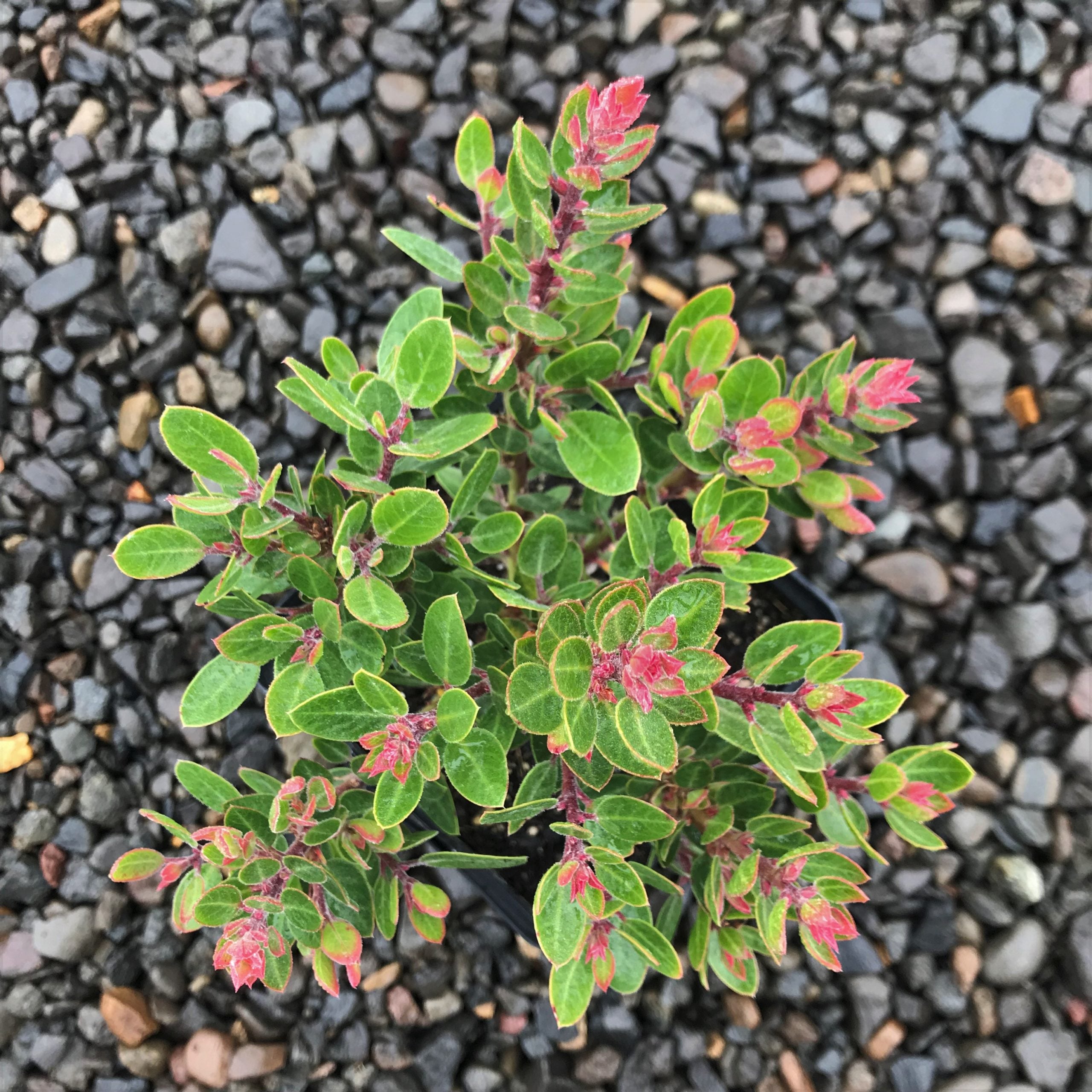 Arctostaphylos 'Greensphere' - Manzanita (4.5" Pot) - Image 3
