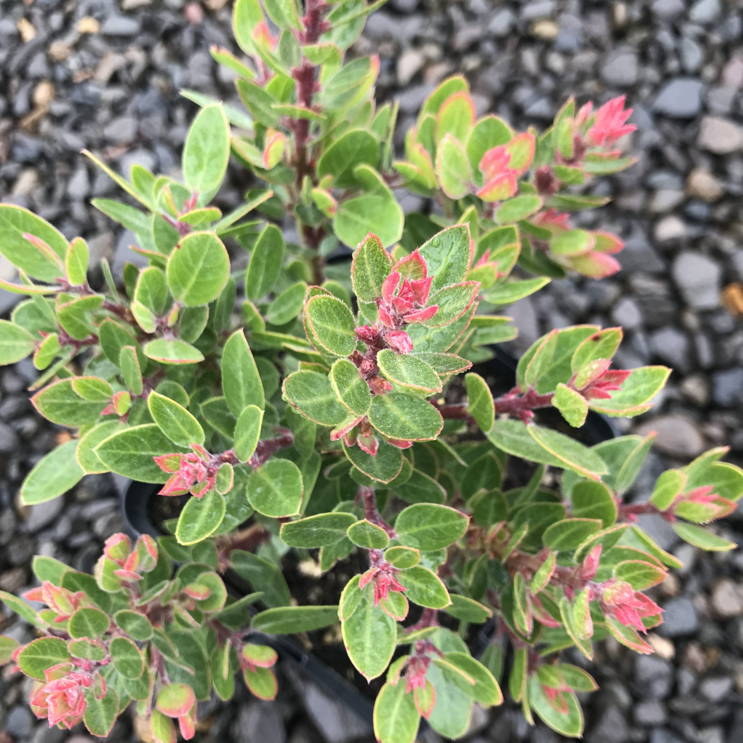 Arctostaphylos 'Greensphere' - Manzanita (4.5" Pot) - Image 4