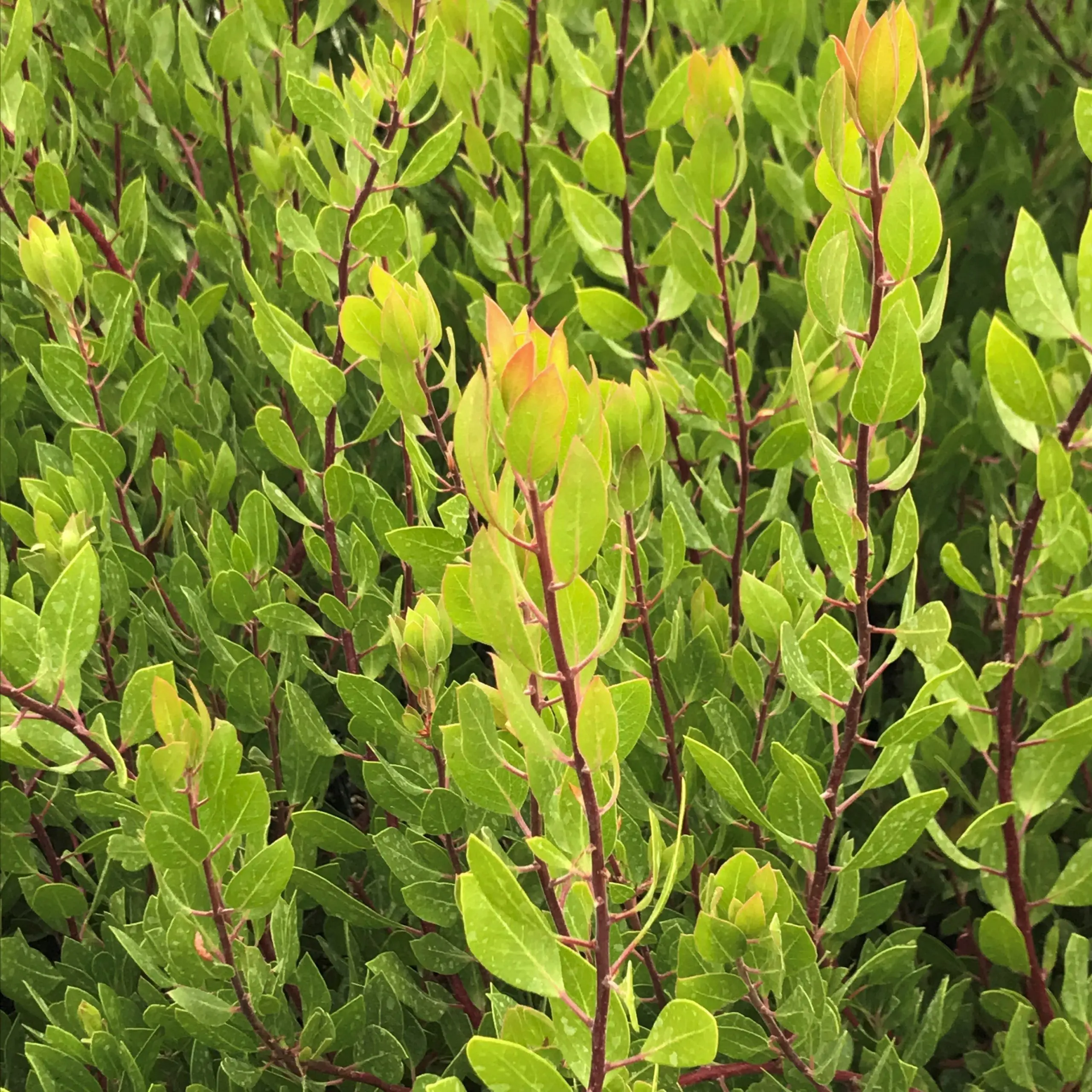 Arctostaphylos 'Harmony' - Manzanita (4.5" Pot) | Little Prince of Oregon  Nursery