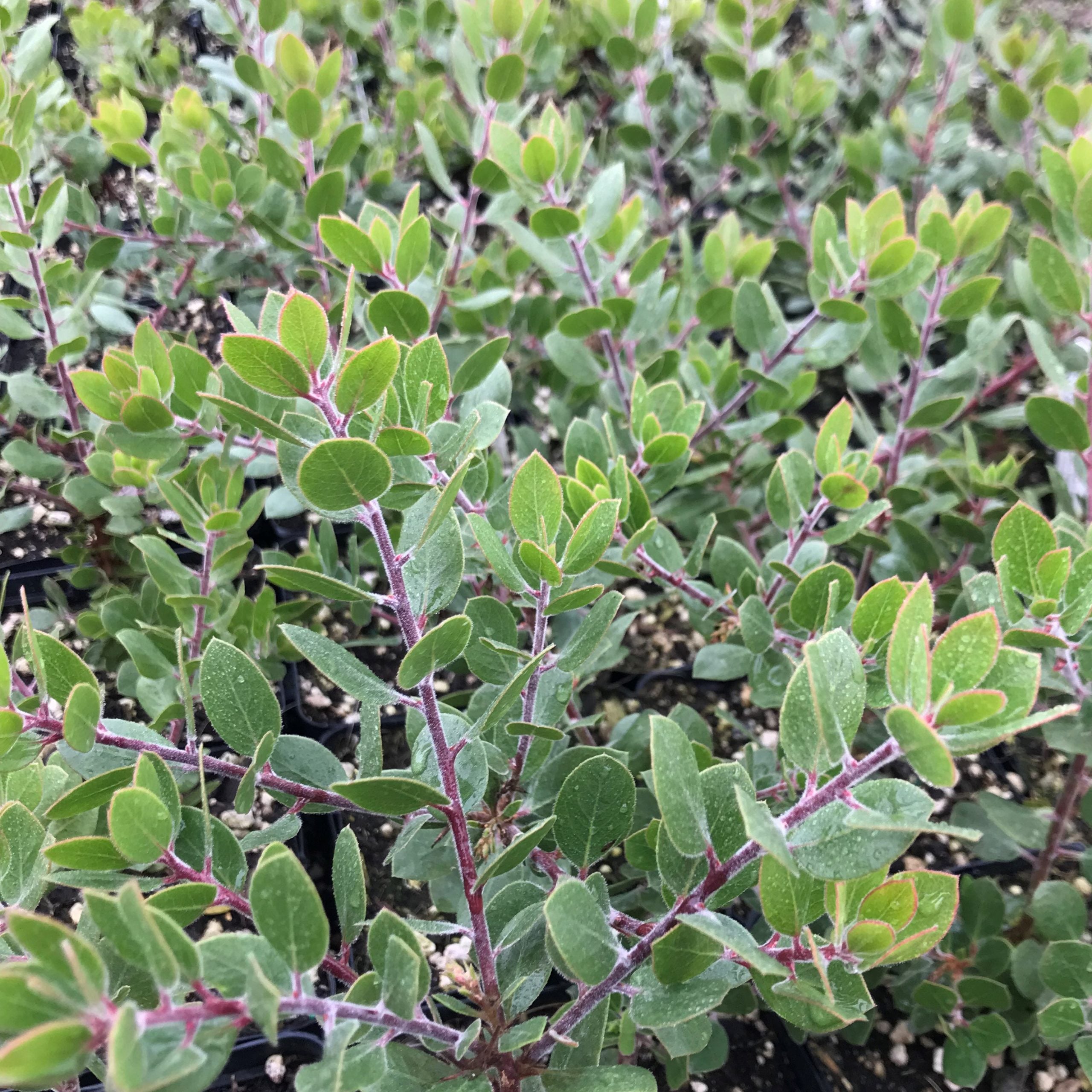 Arctostaphylos edmundsii 'Big Sur' - Manzanita (4.5" Pot)