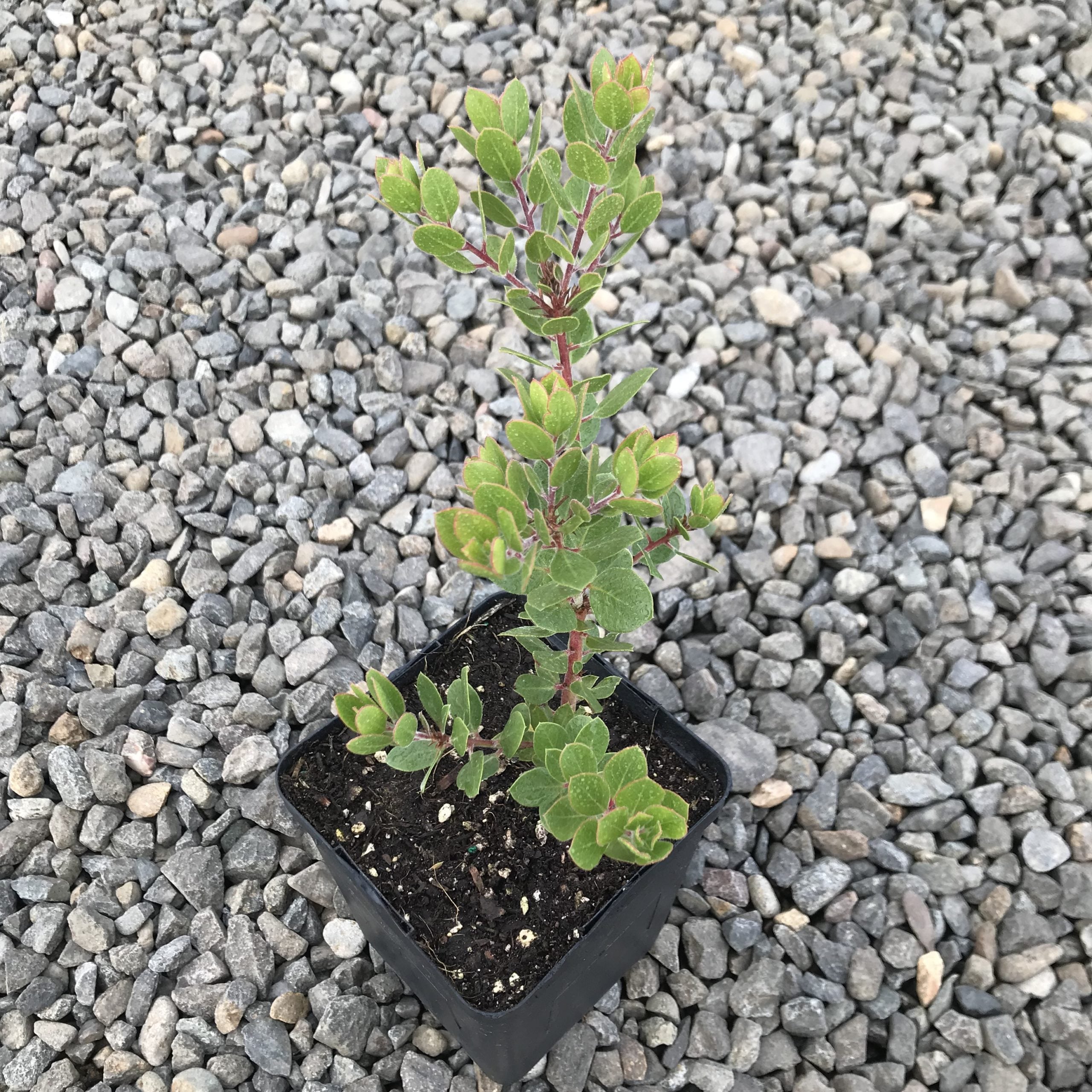 Arctostaphylos edmundsii 'Big Sur' - Manzanita (4.5" Pot) - Image 3