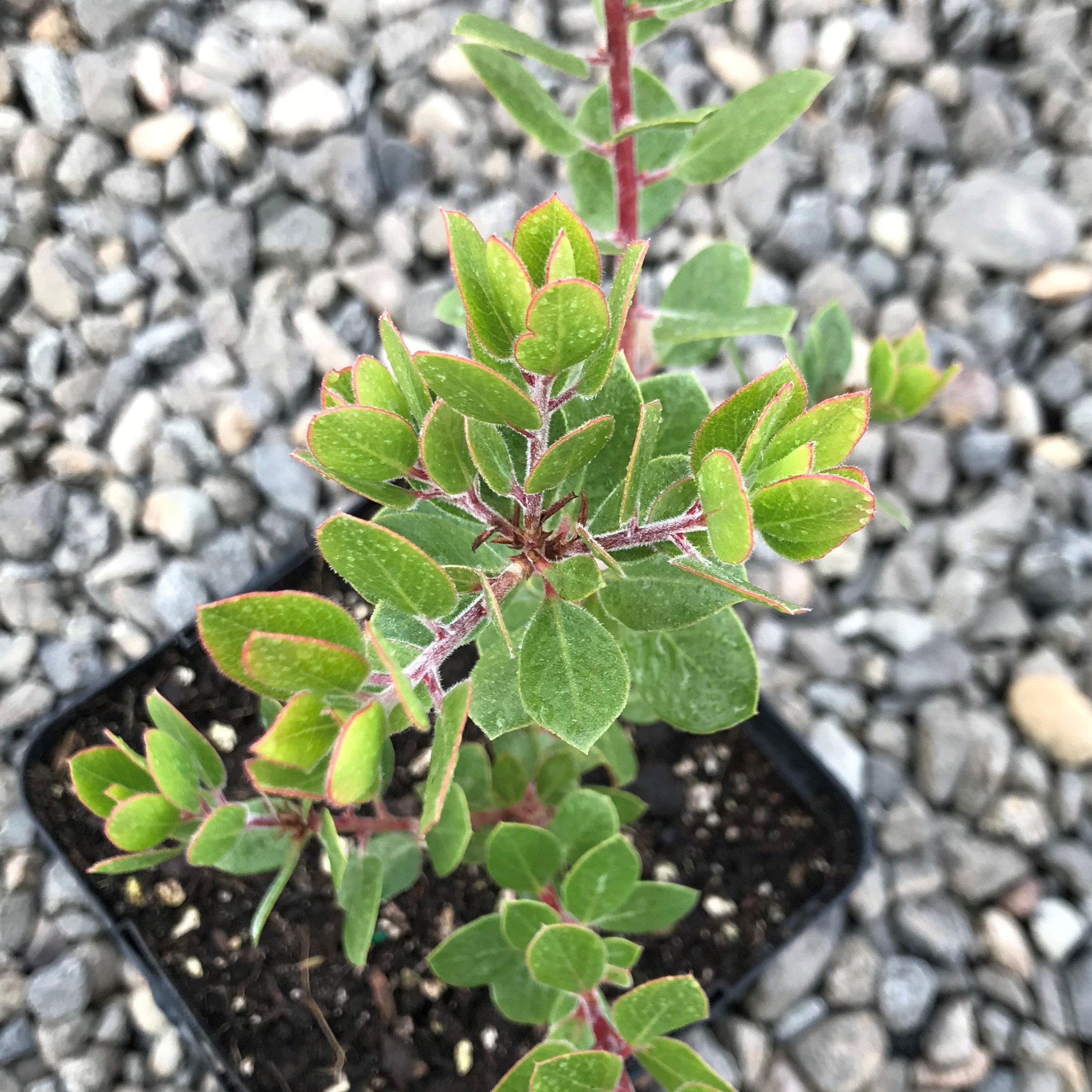 Arctostaphylos edmundsii 'Big Sur' - Manzanita (4.5" Pot) - Image 4