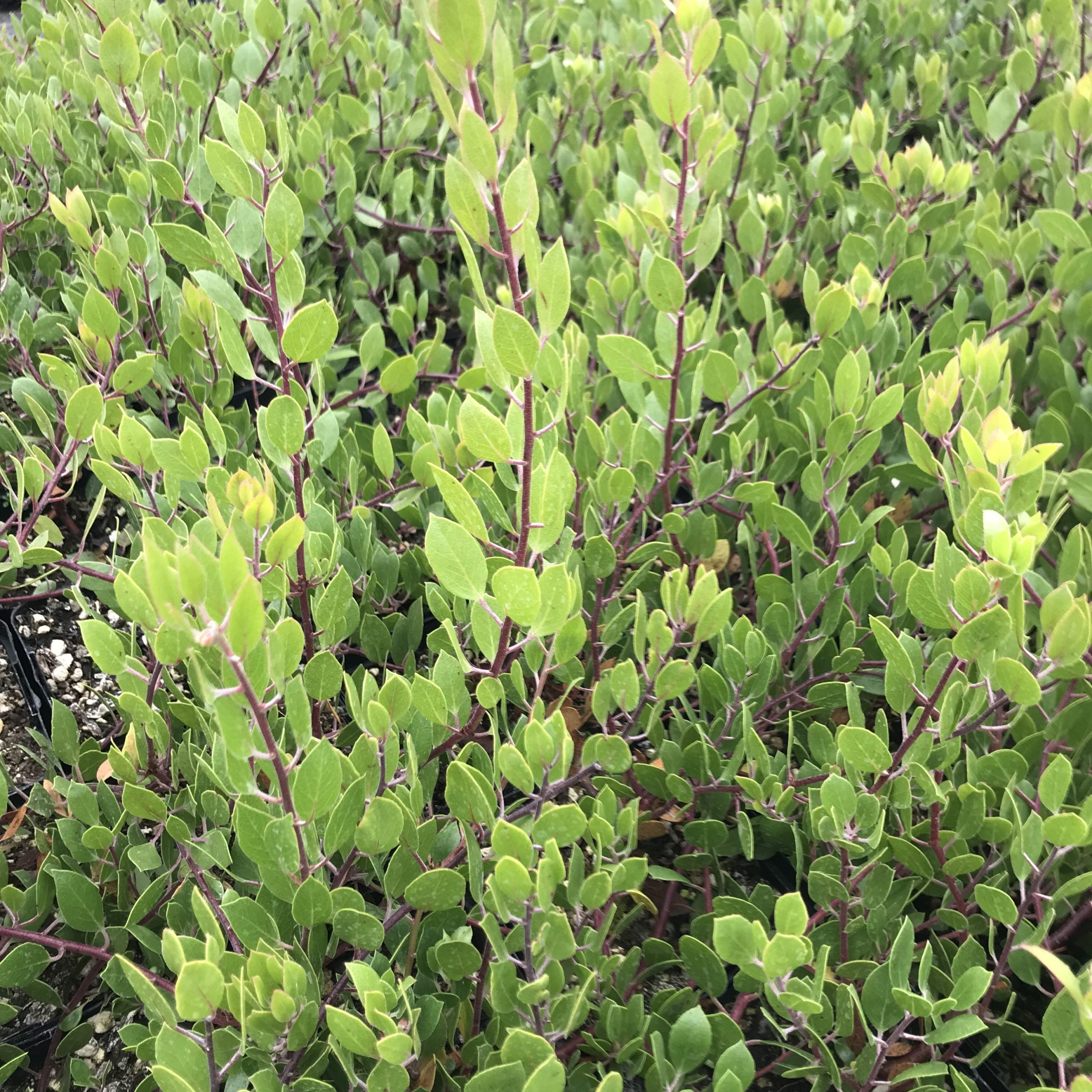 Arctostaphylos hookeri 'Mills' - Hooker's Manzanita (4.5" Pot)