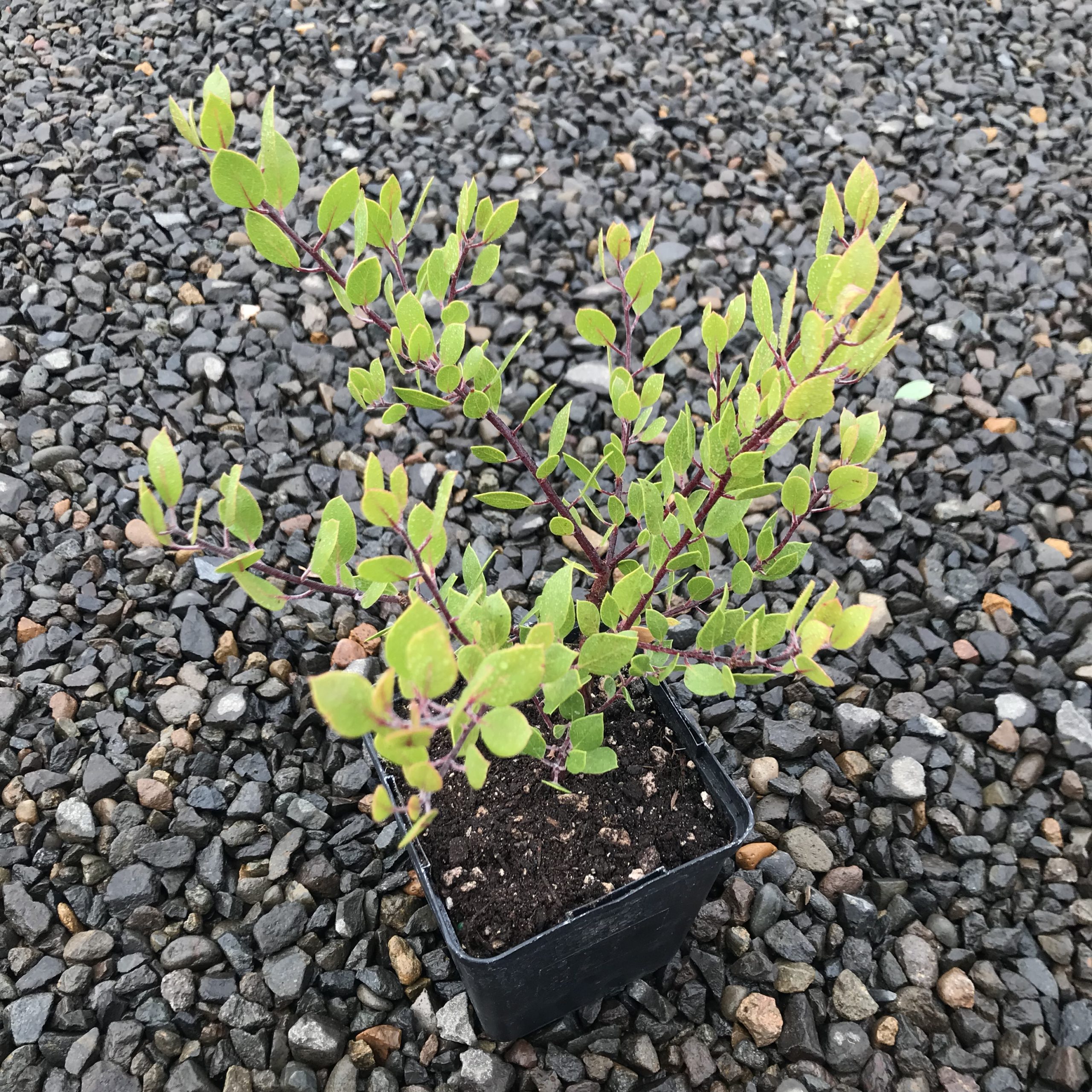 Arctostaphylos hookeri 'Mills' - Hooker's Manzanita (4.5" Pot) - Image 2