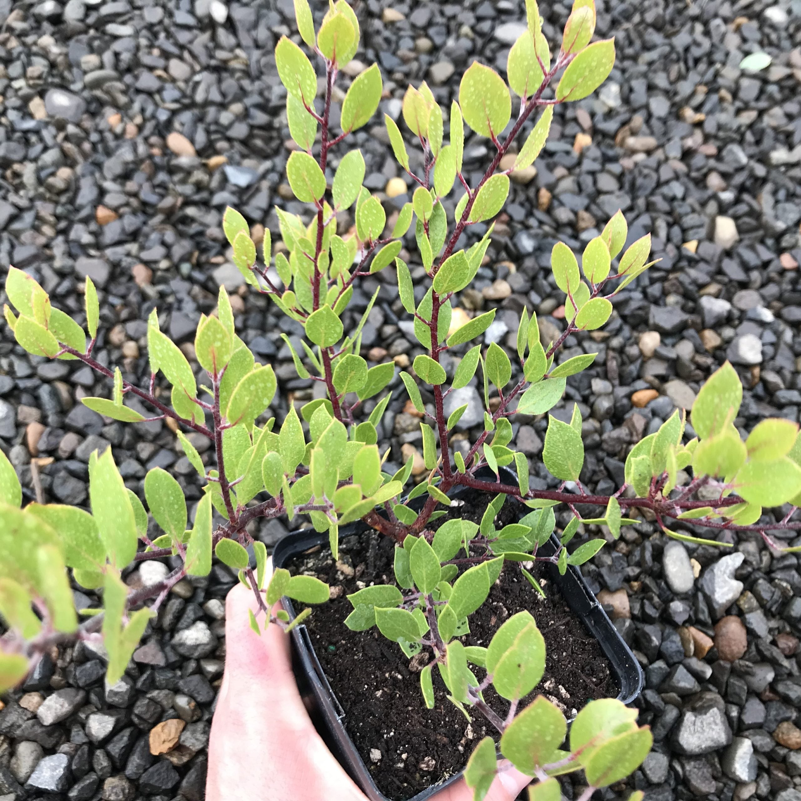 Arctostaphylos hookeri 'Mills' - Hooker's Manzanita (4.5" Pot) - Image 3