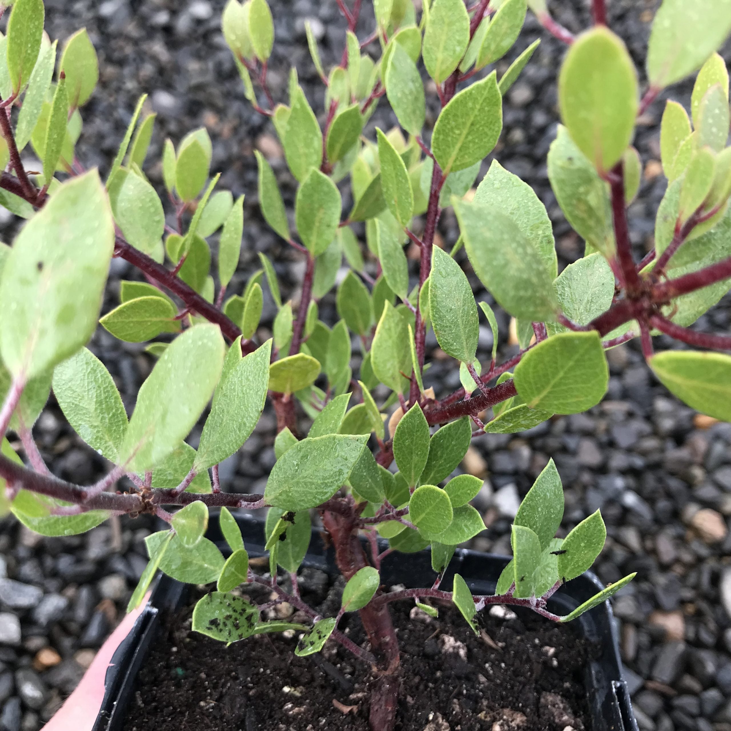 Arctostaphylos hookeri 'Mills' - Hooker's Manzanita (4.5" Pot) - Image 4