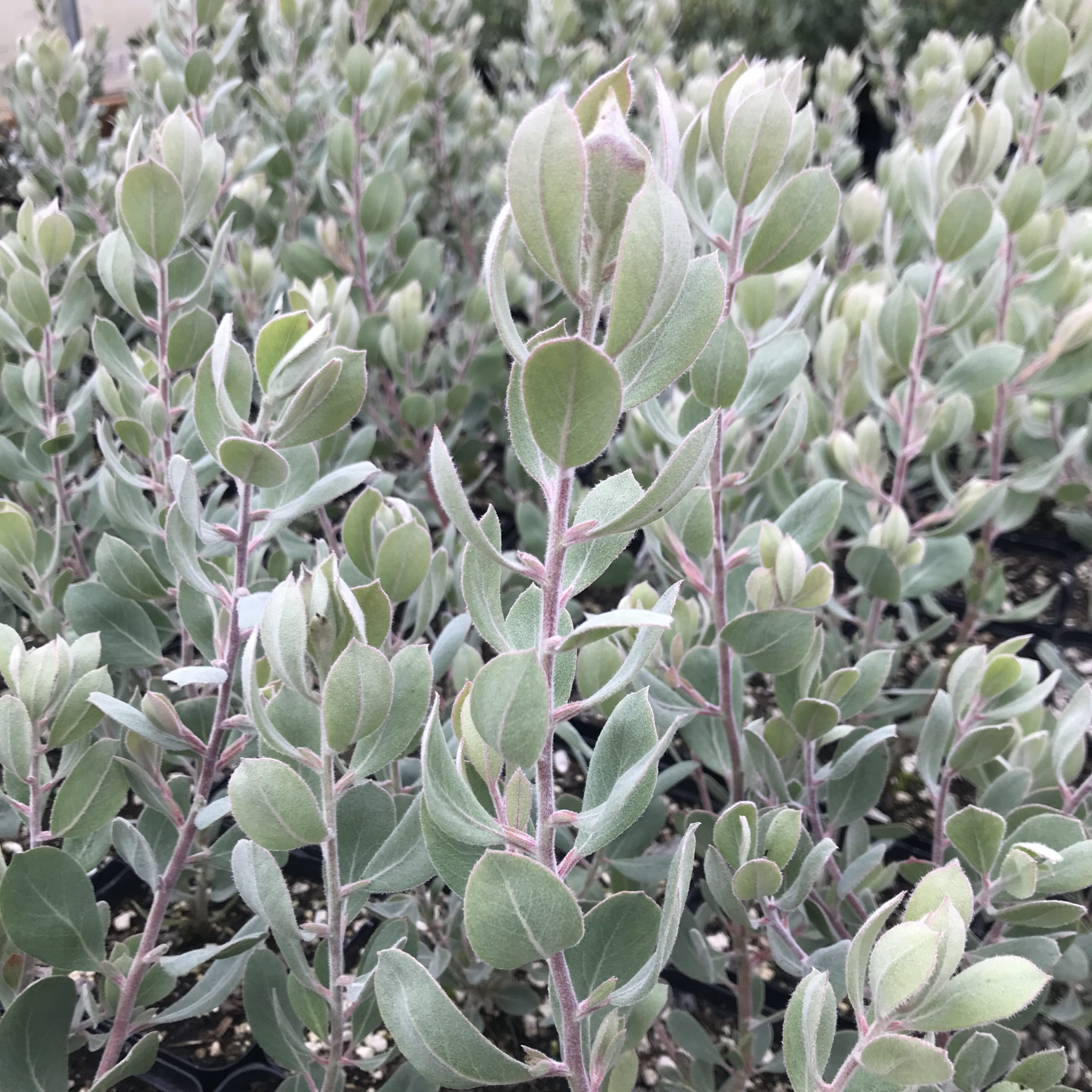 Arctostaphylos silvicola 'Ghostly' - Manzanita (4.5" Pot) - Image 2