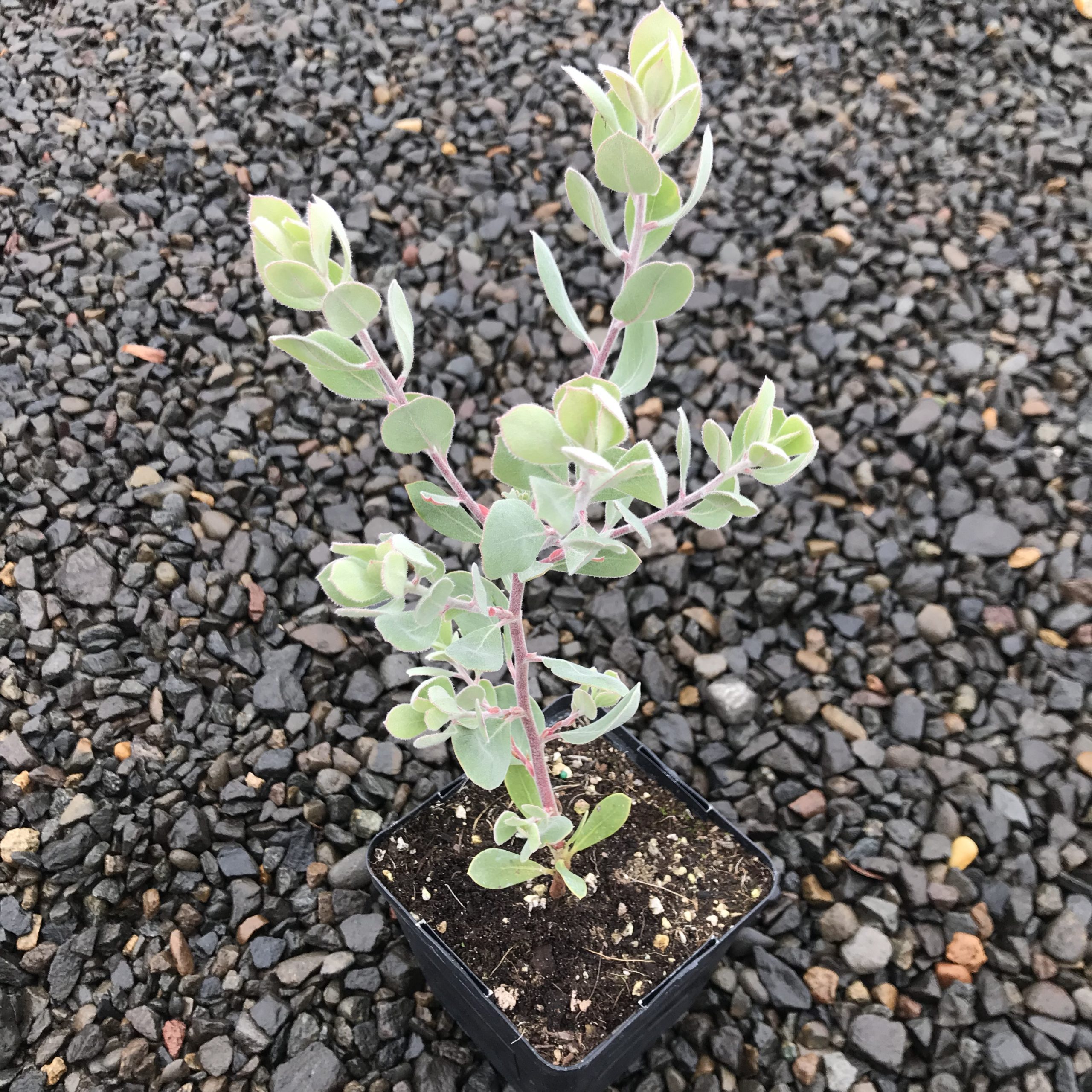 Arctostaphylos silvicola 'Ghostly' - Manzanita (4.5" Pot) - Image 3