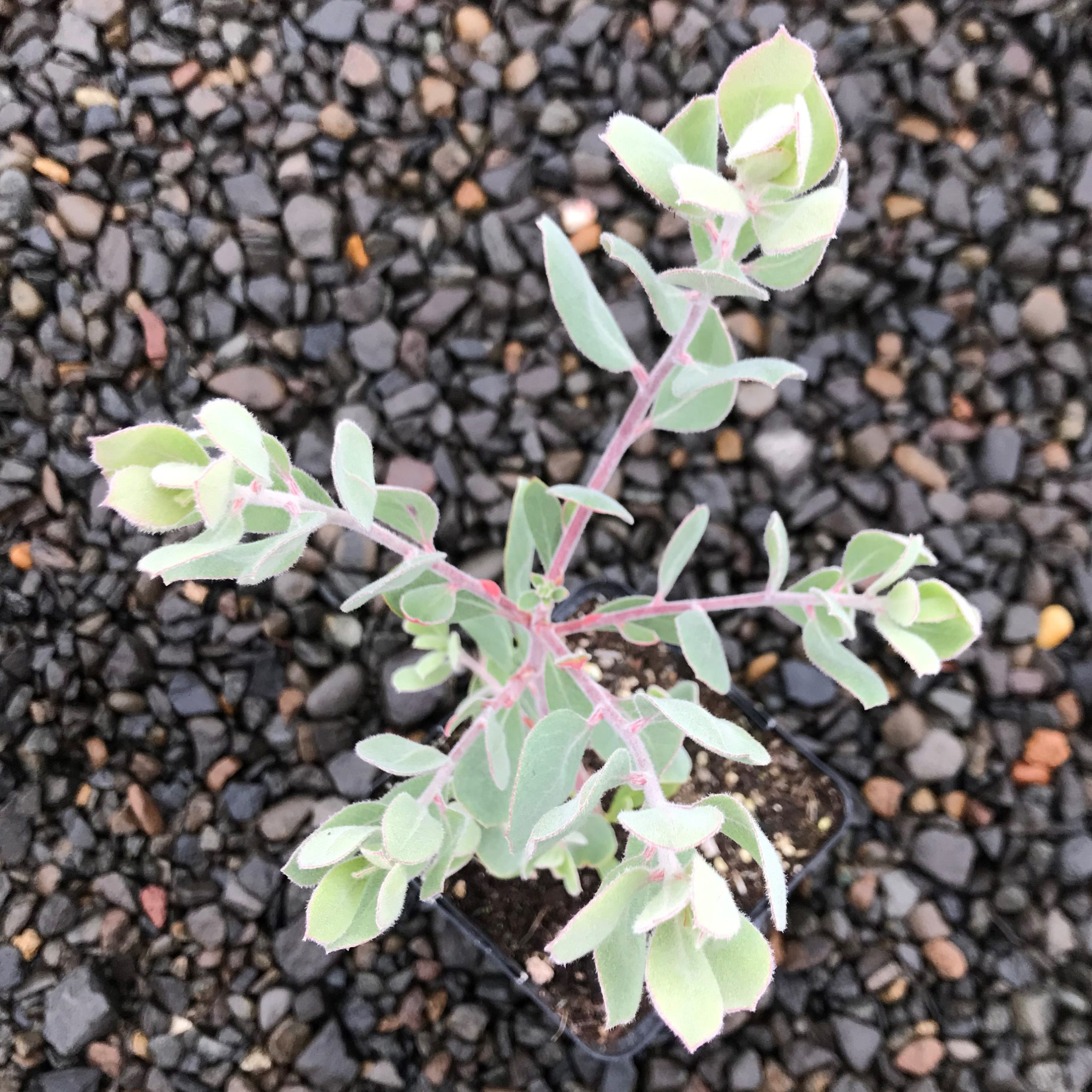 Arctostaphylos silvicola 'Ghostly' - Manzanita (4.5" Pot) - Image 5