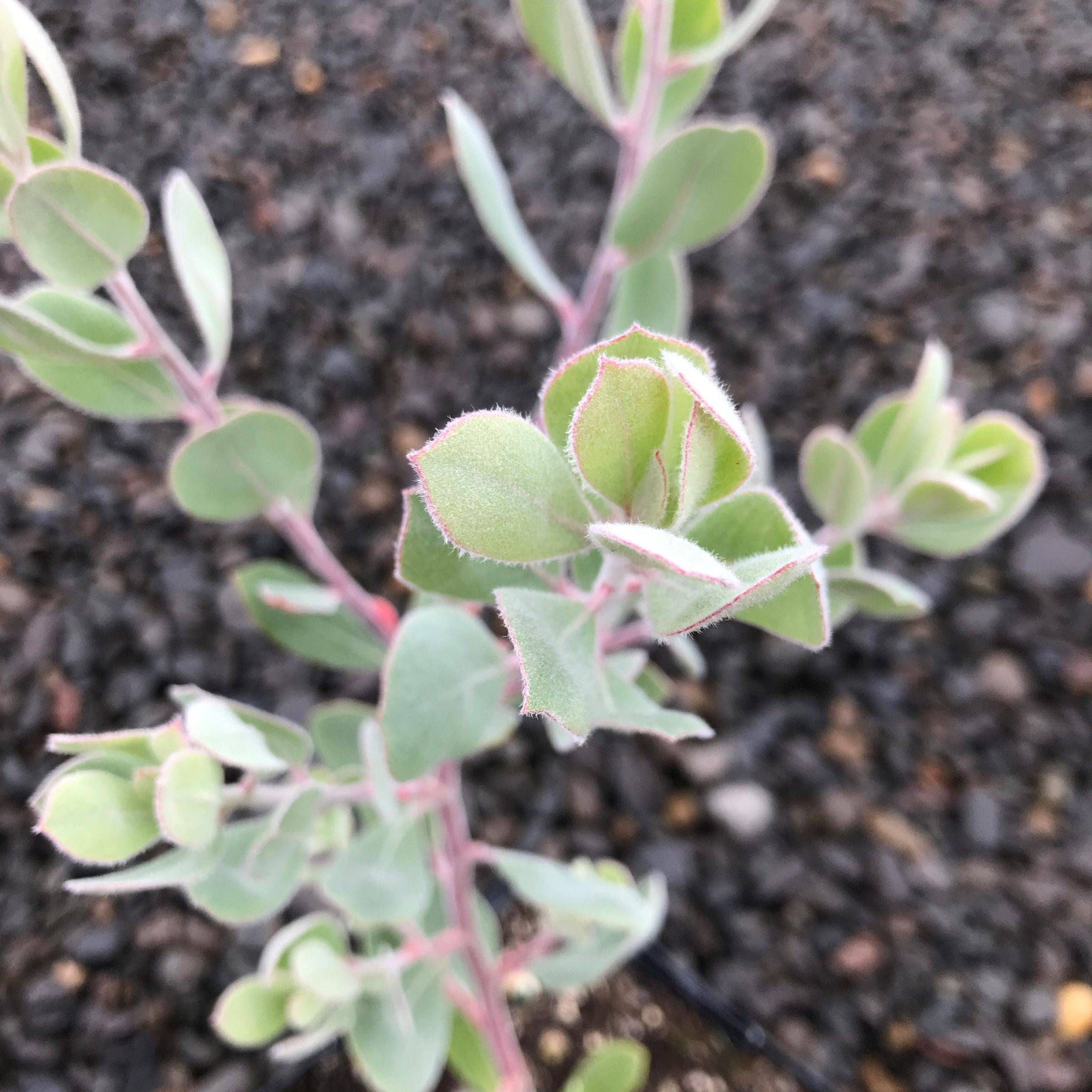 Arctostaphylos silvicola 'Ghostly' - Manzanita (4.5" Pot) - Image 4